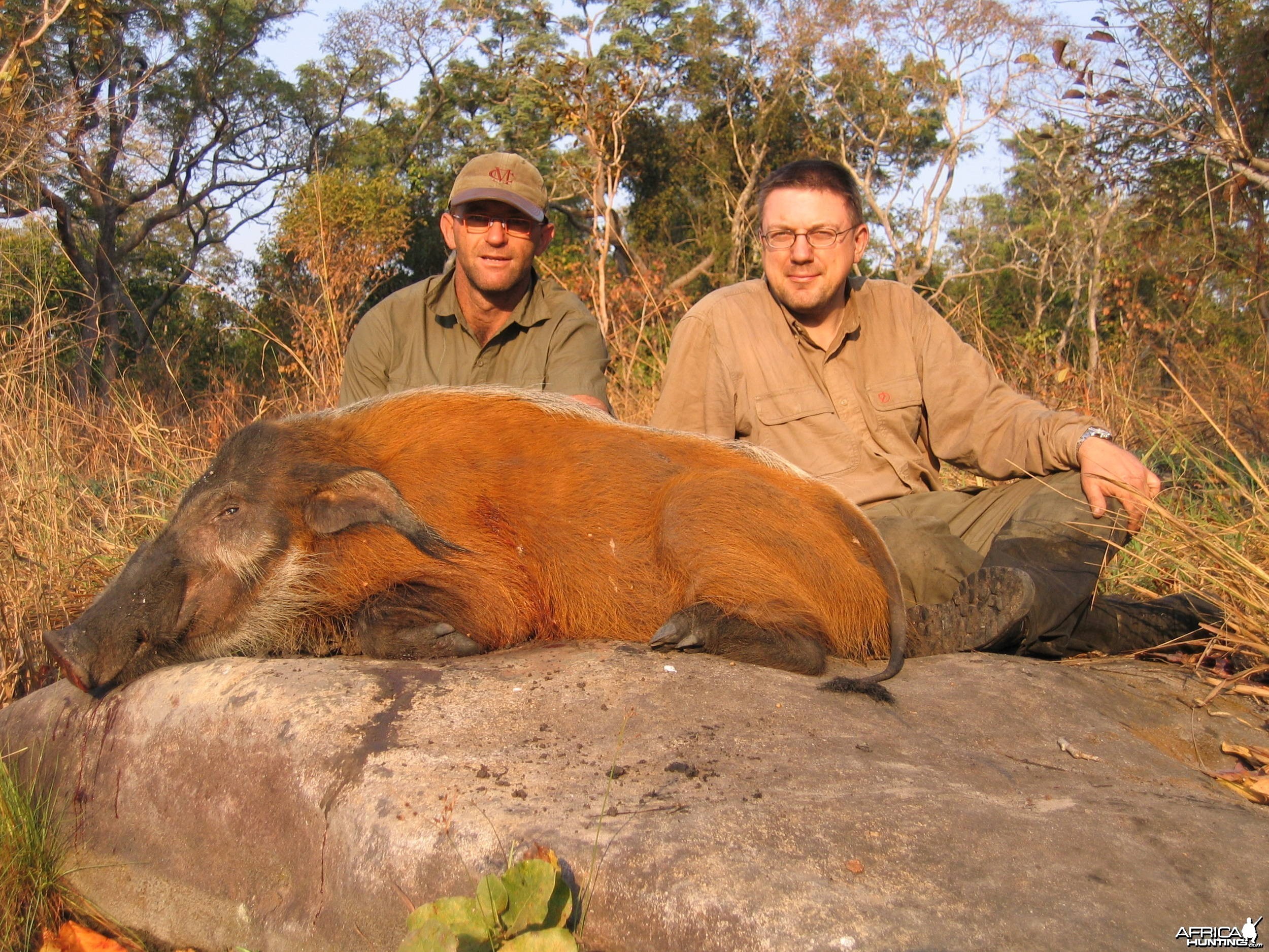 Red river hog hunting in CAR