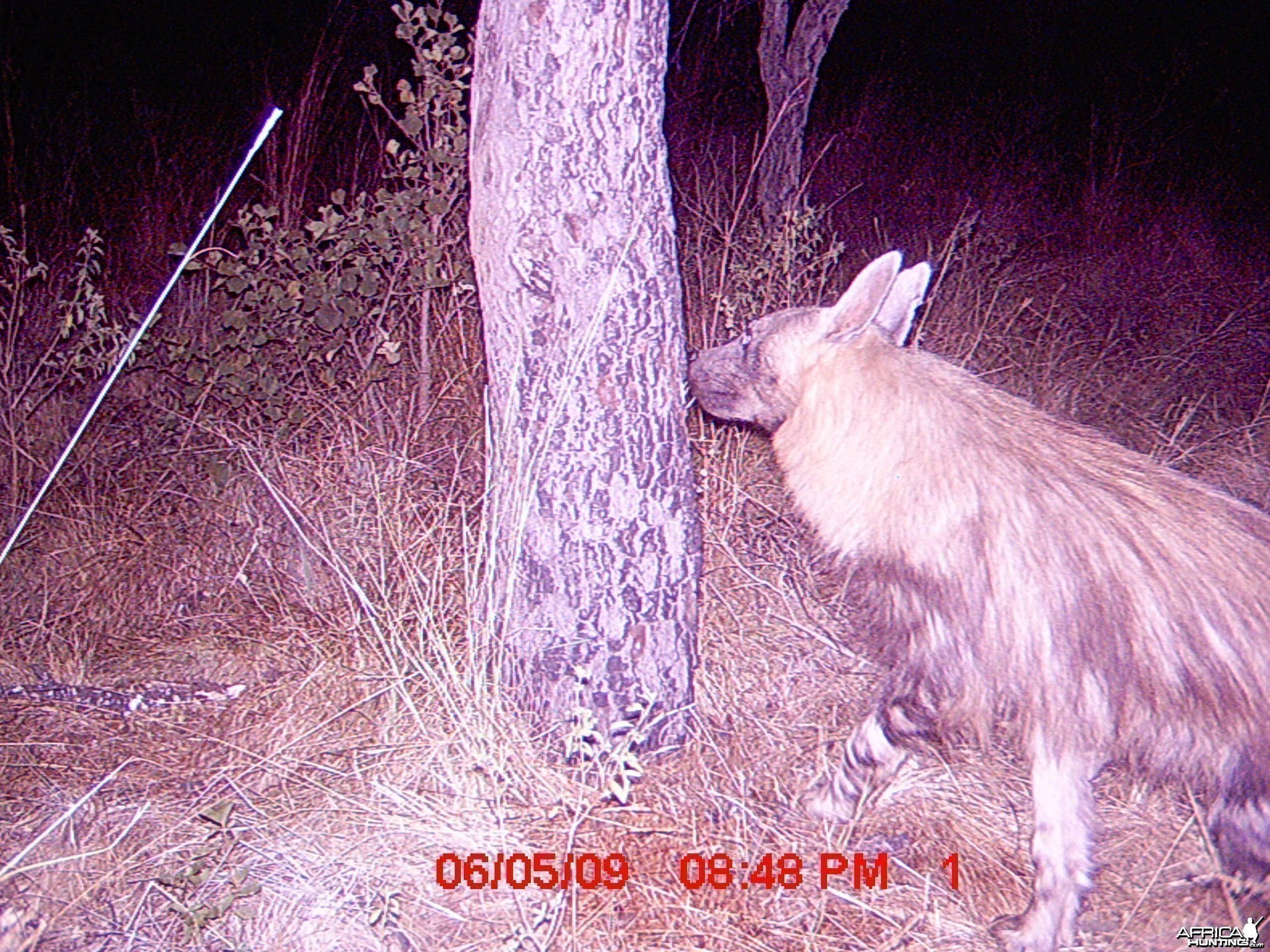 Brown Hyena