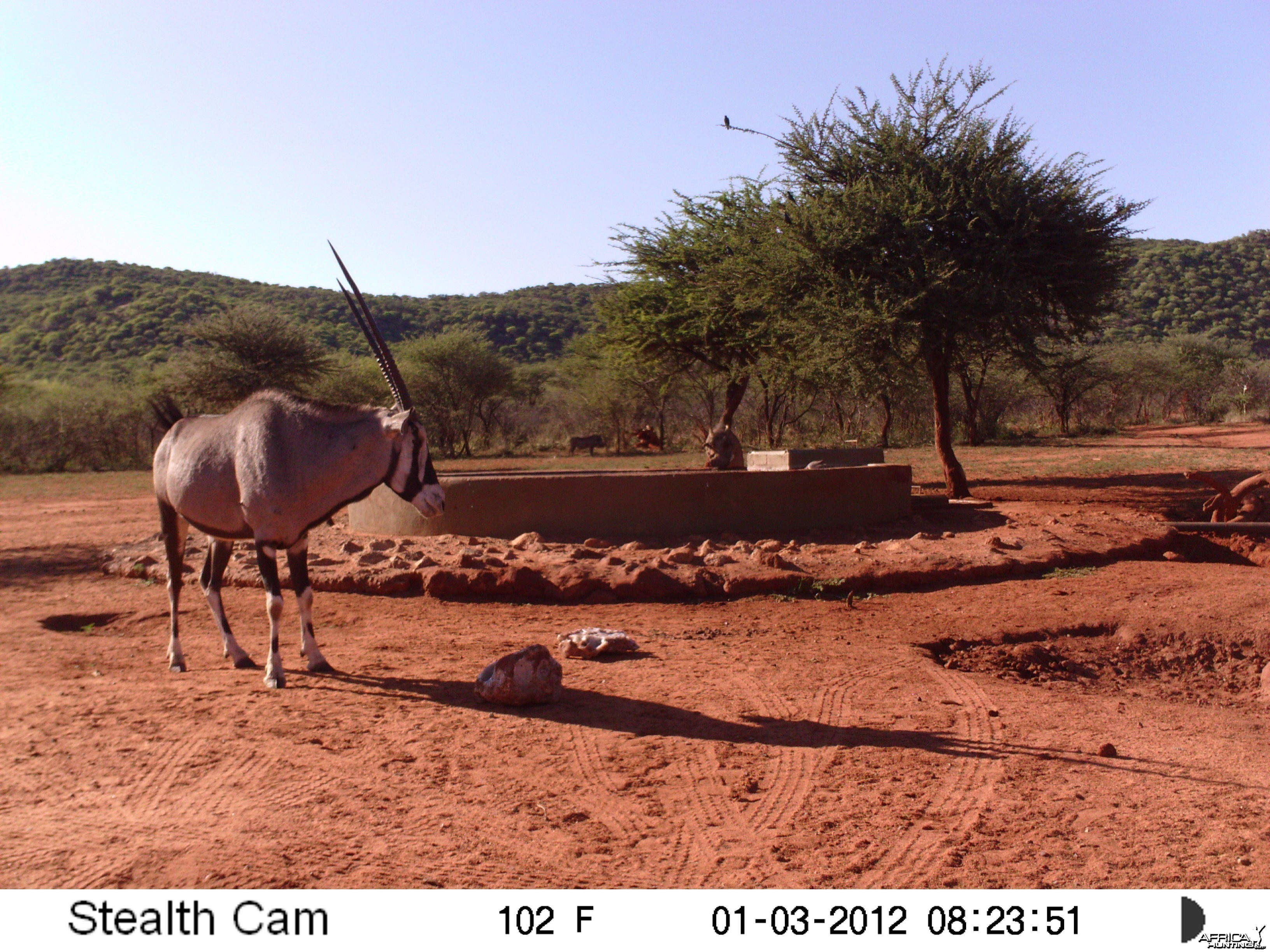 Trail Camera Namibia