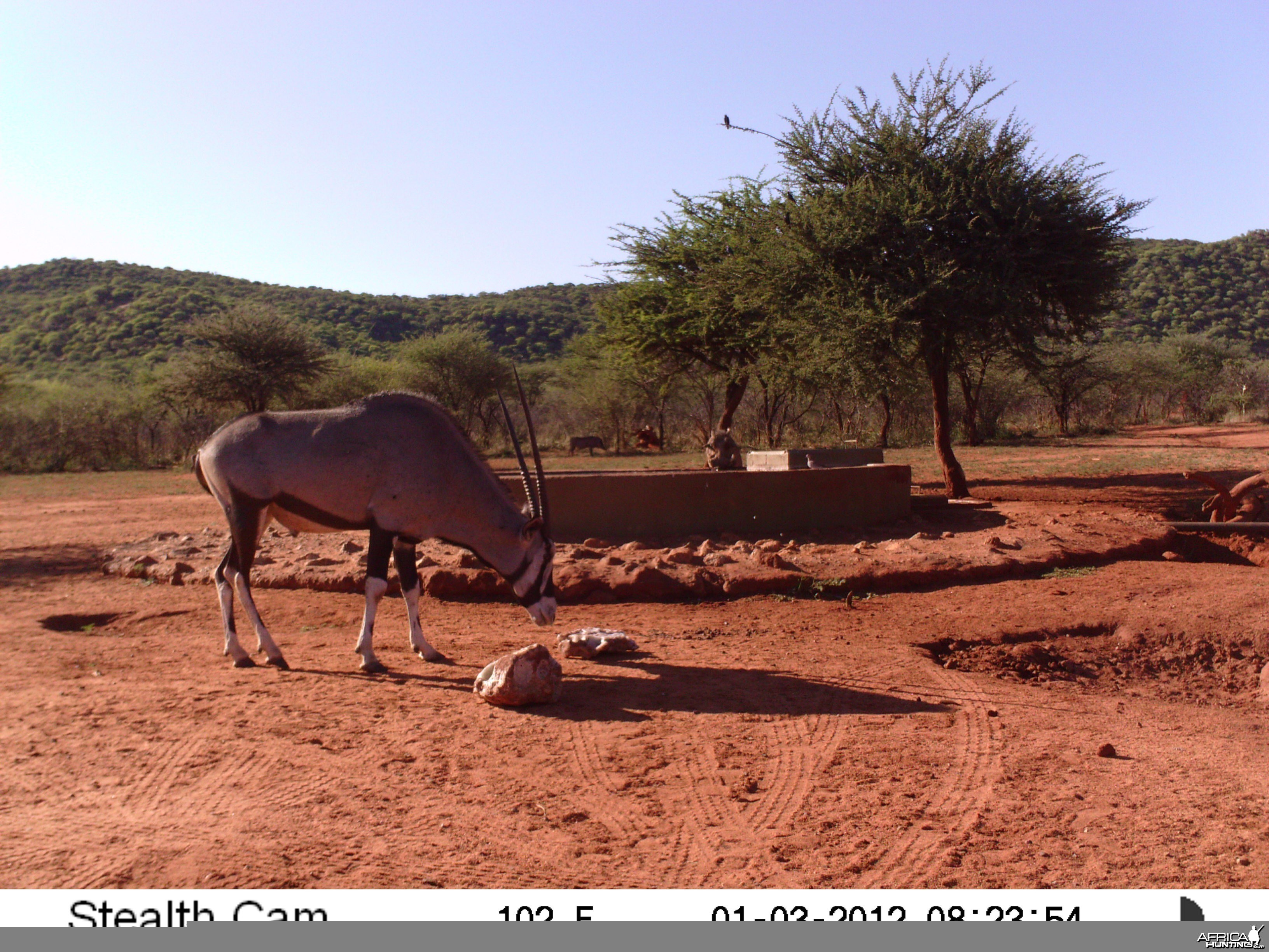 Trail Camera Namibia