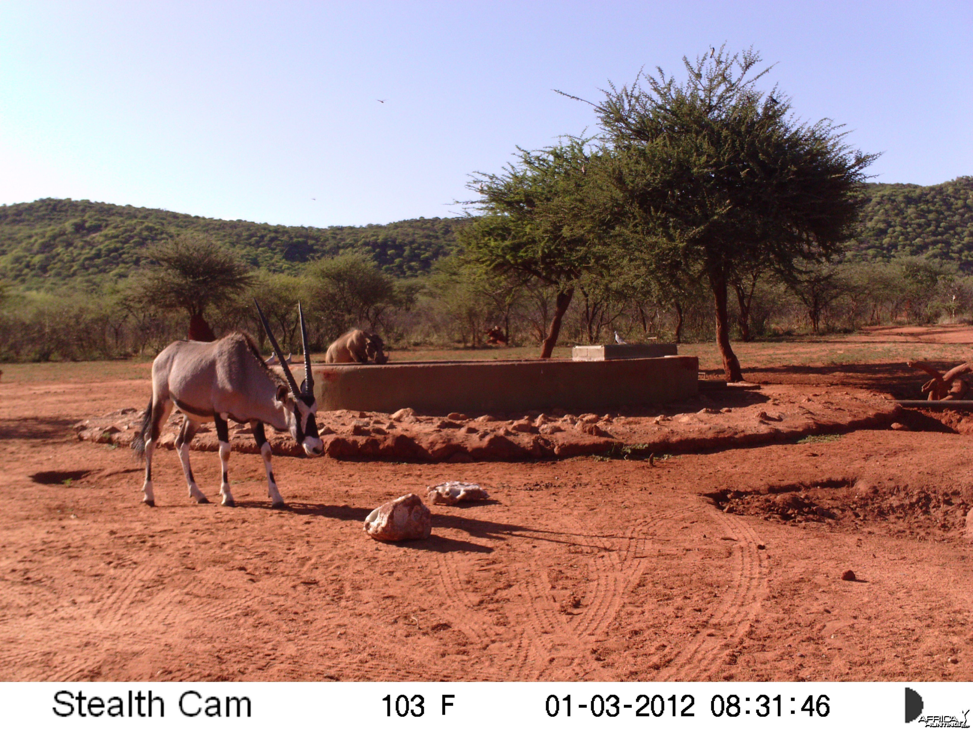 Trail Camera Namibia