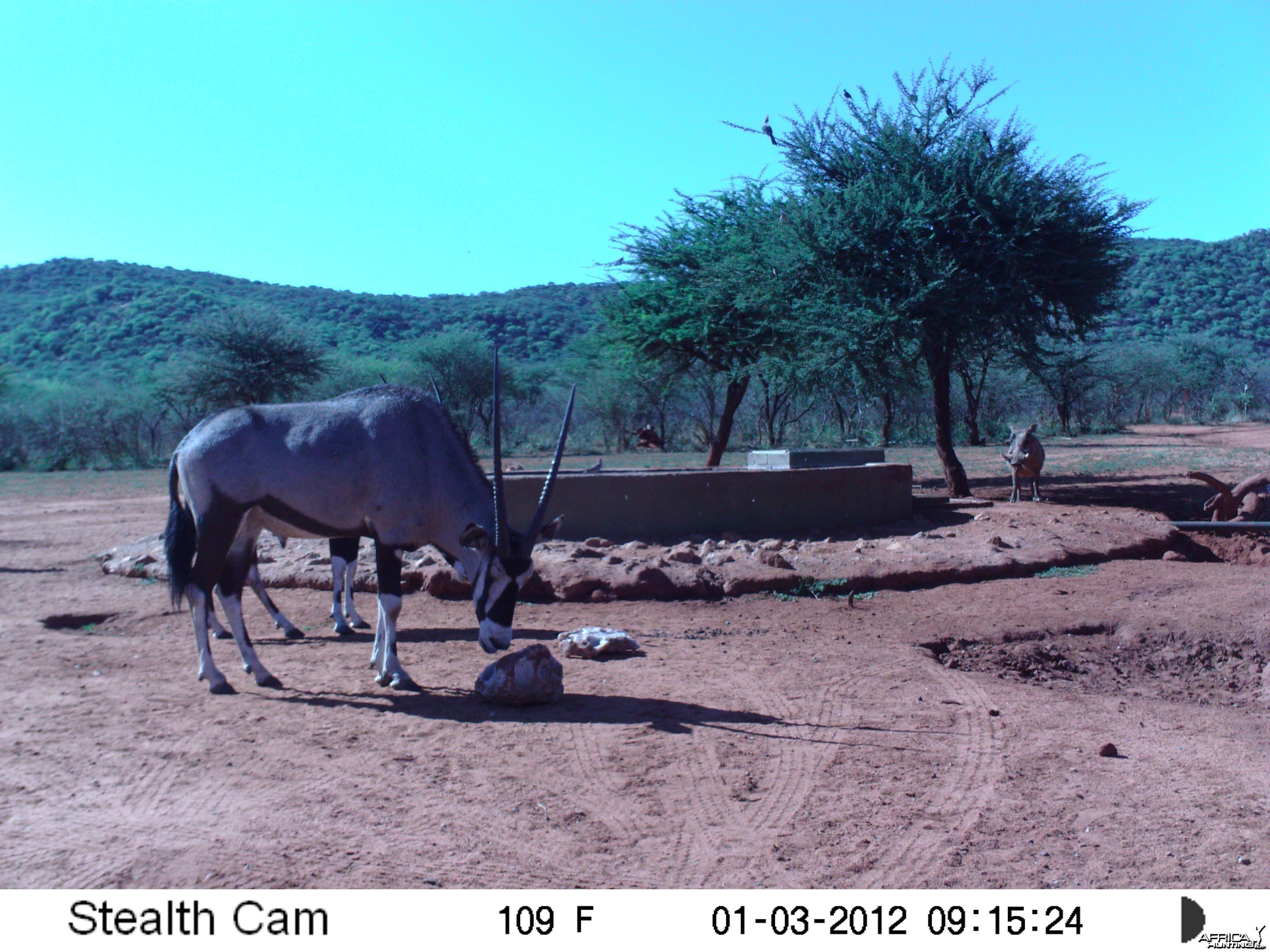 Trail Camera Namibia