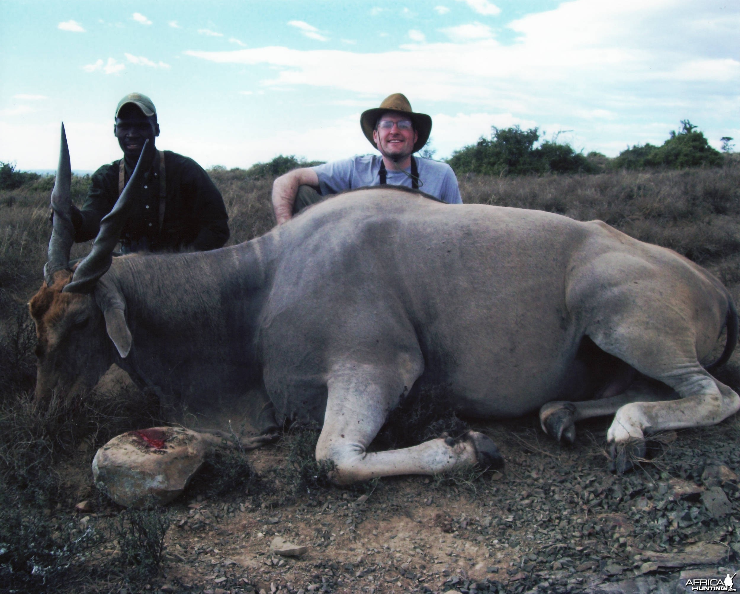 Russ Field Safaris - Cape Eland (30 inches long)