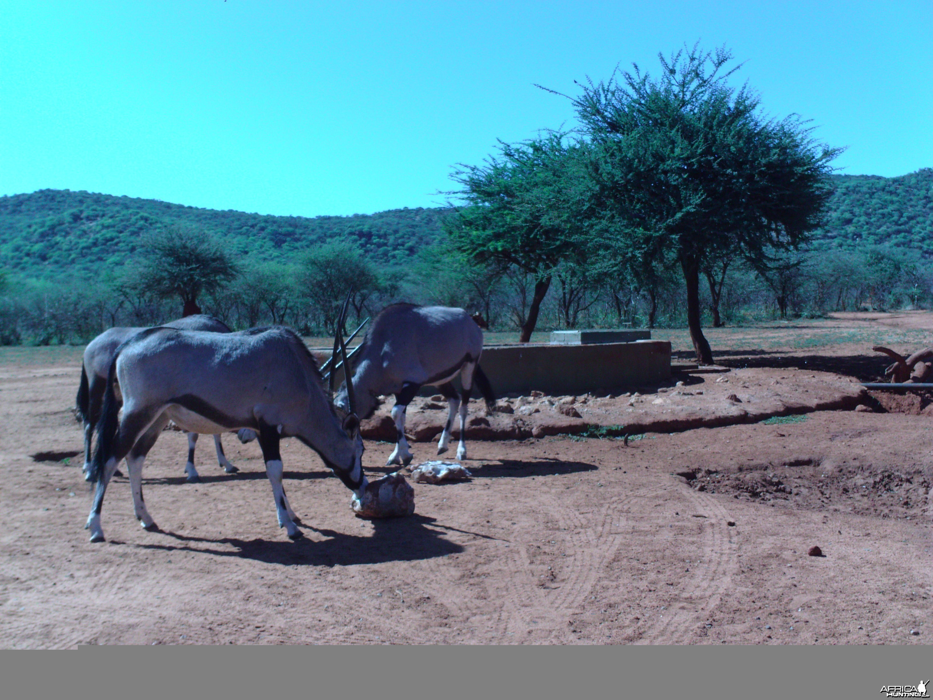 Trail Camera Namibia