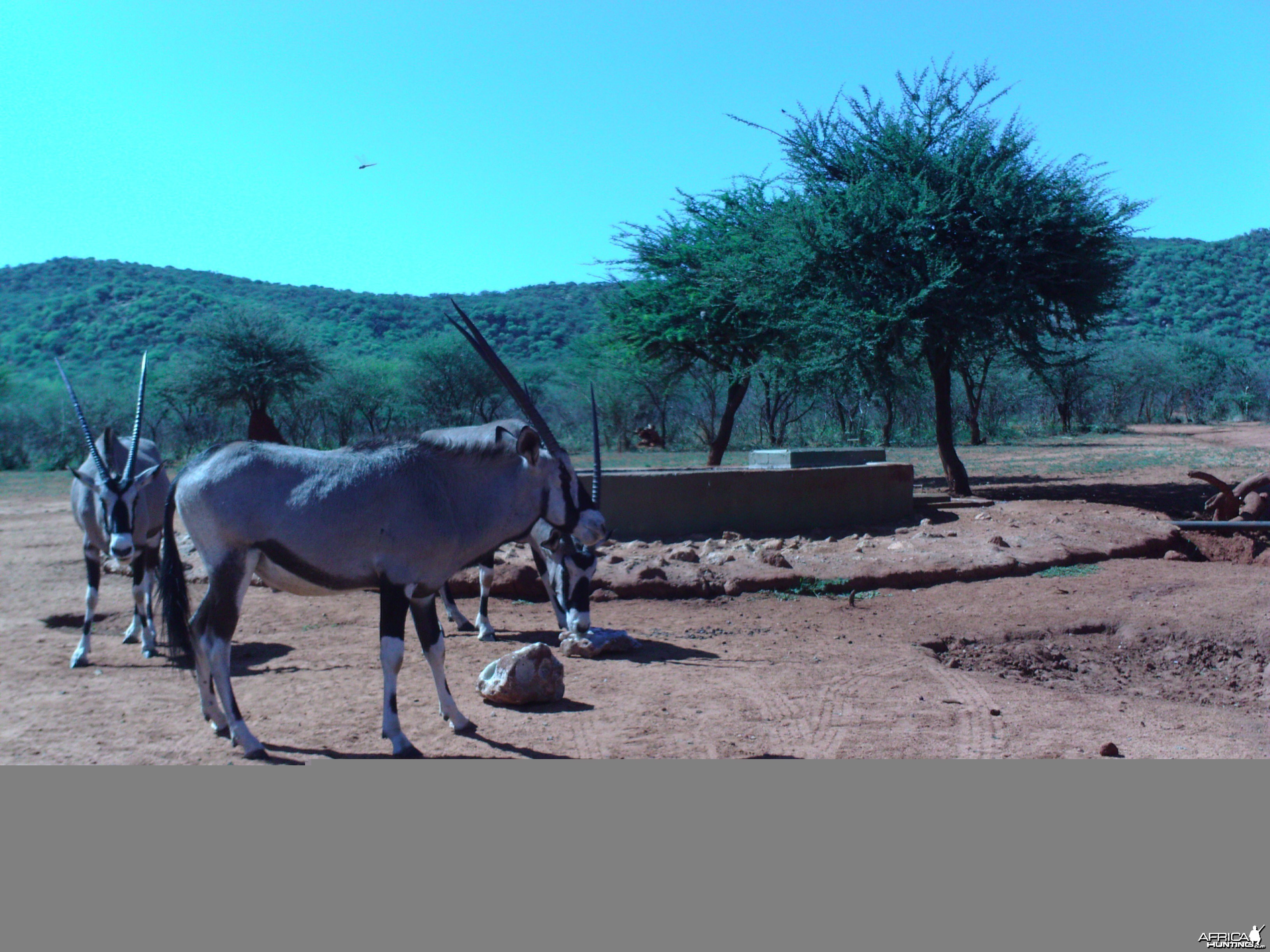 Trail Camera Namibia