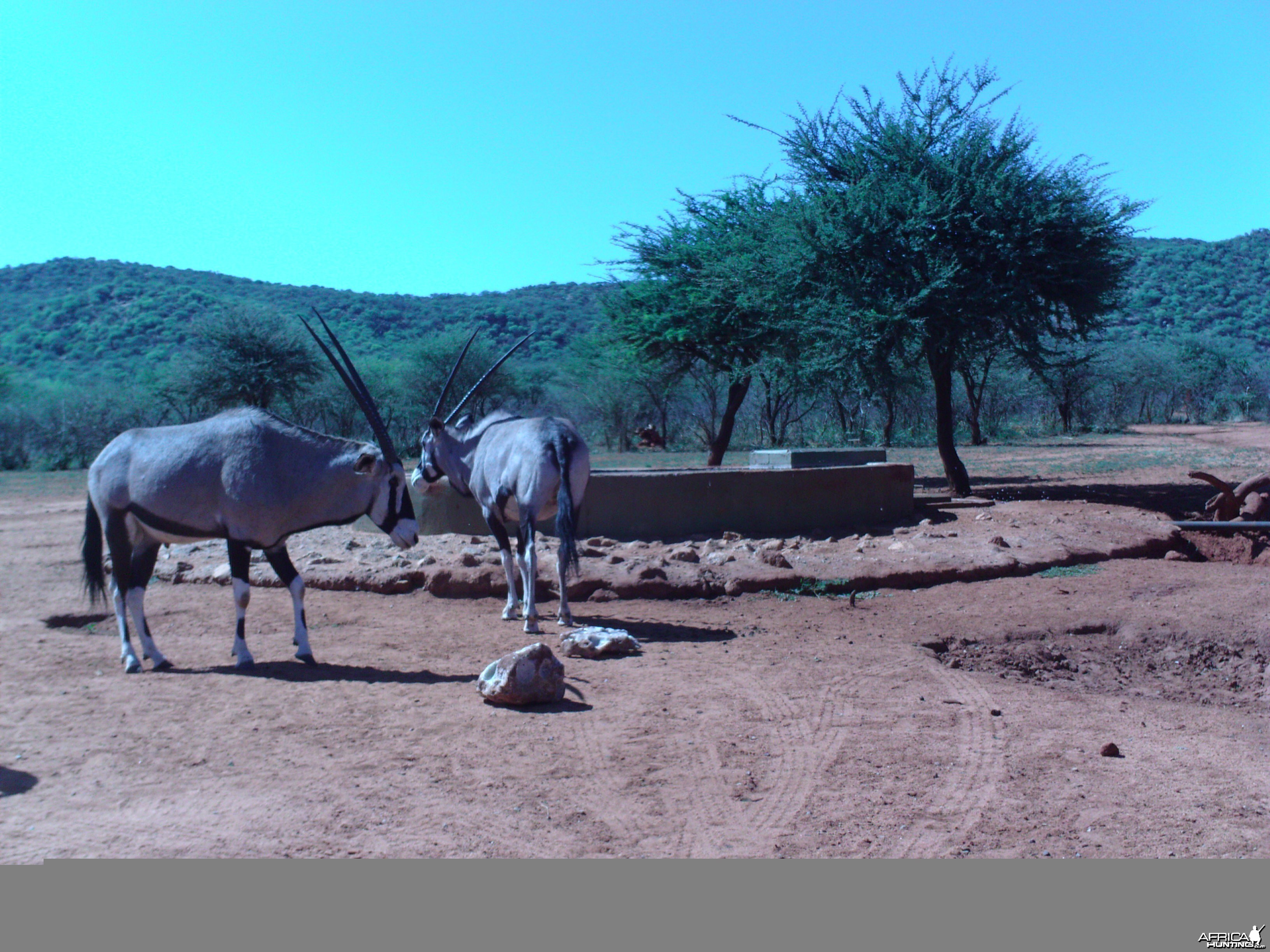 Trail Camera Namibia