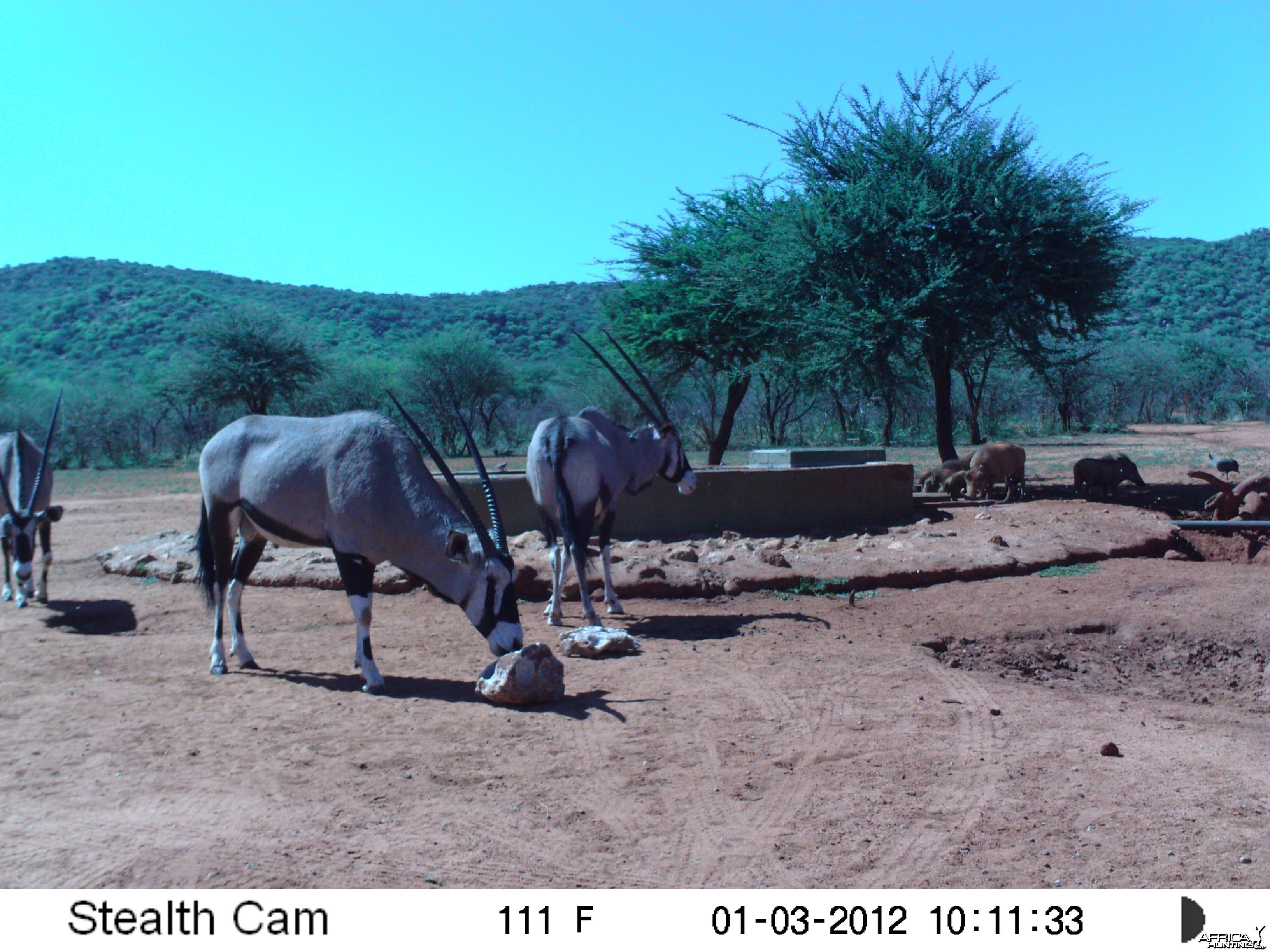 Trail Camera Namibia