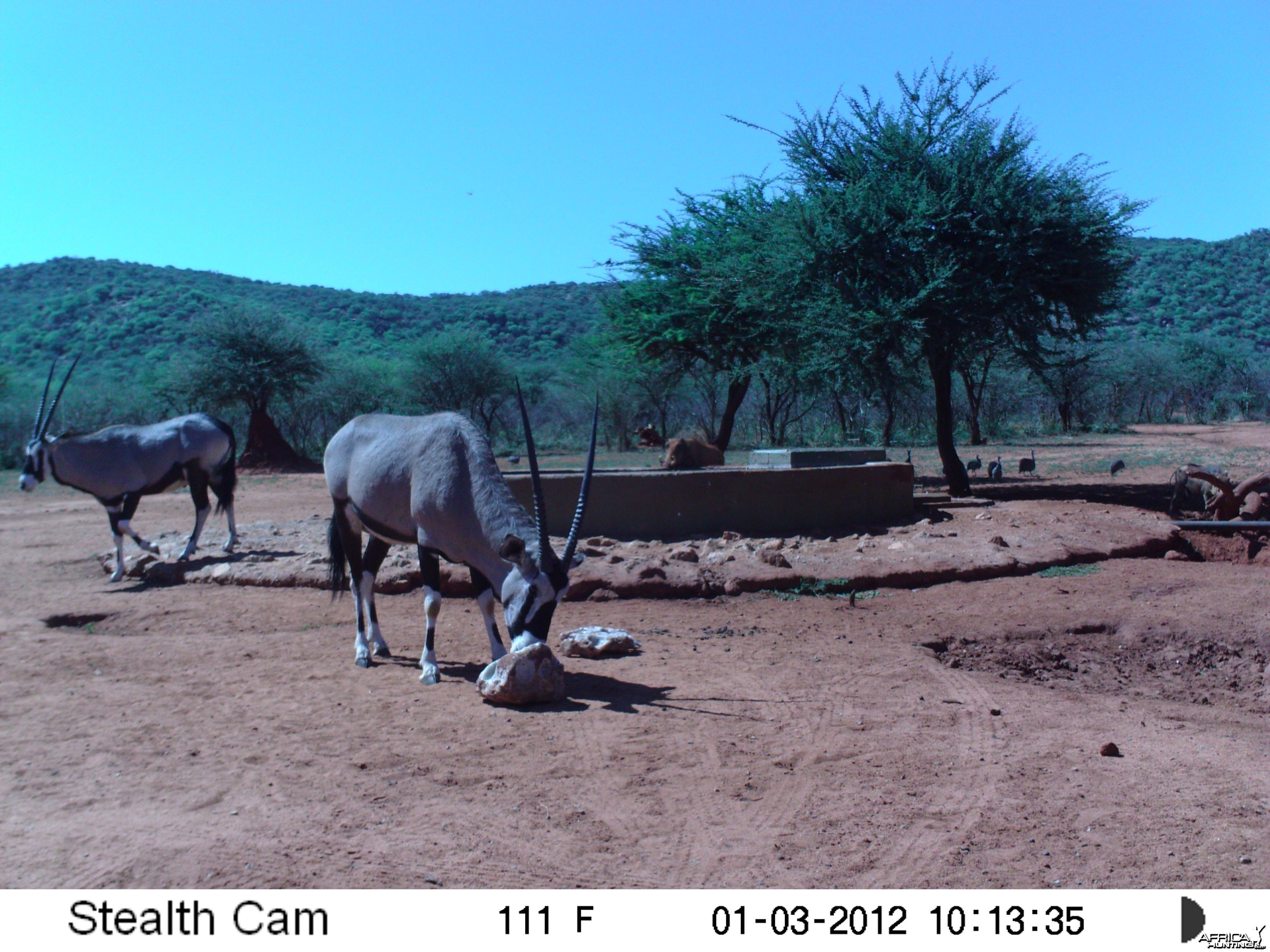 Trail Camera Namibia