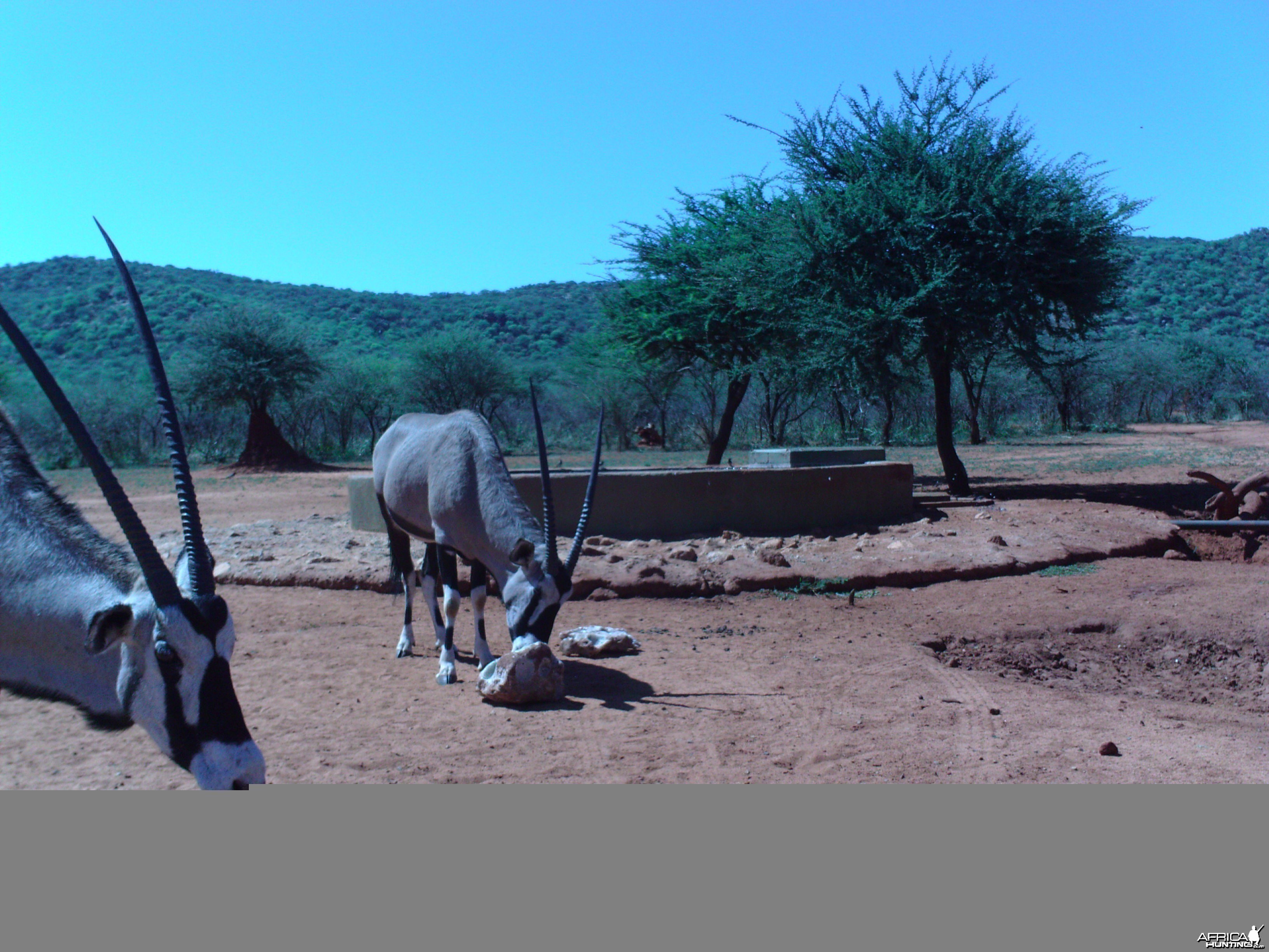 Trail Camera Namibia