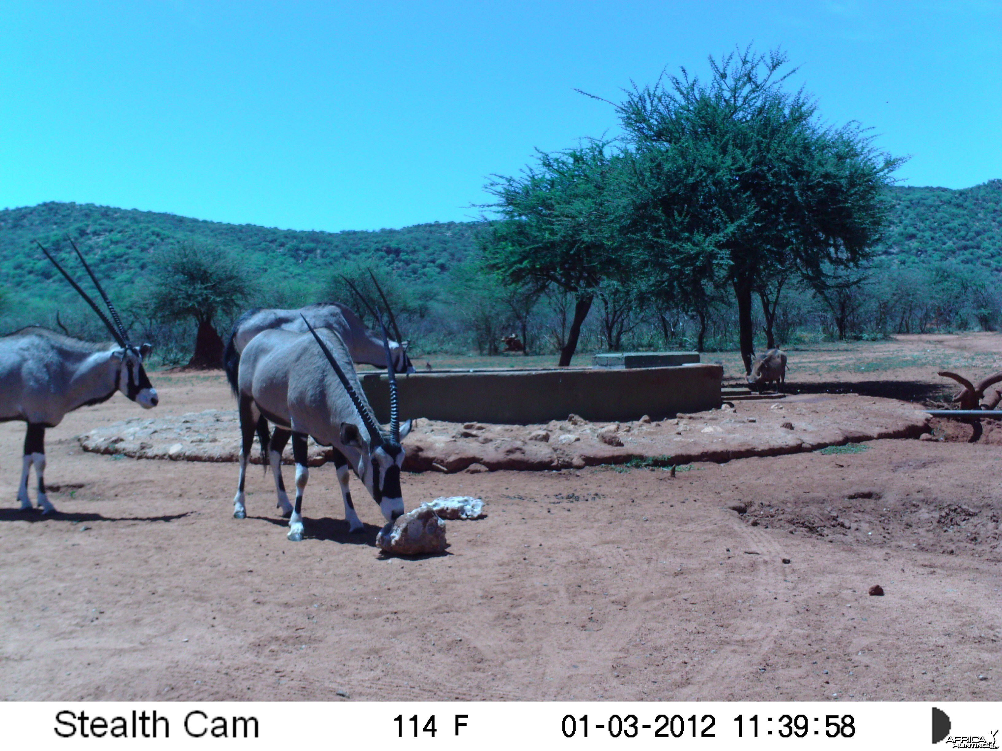 Trail Camera Namibia