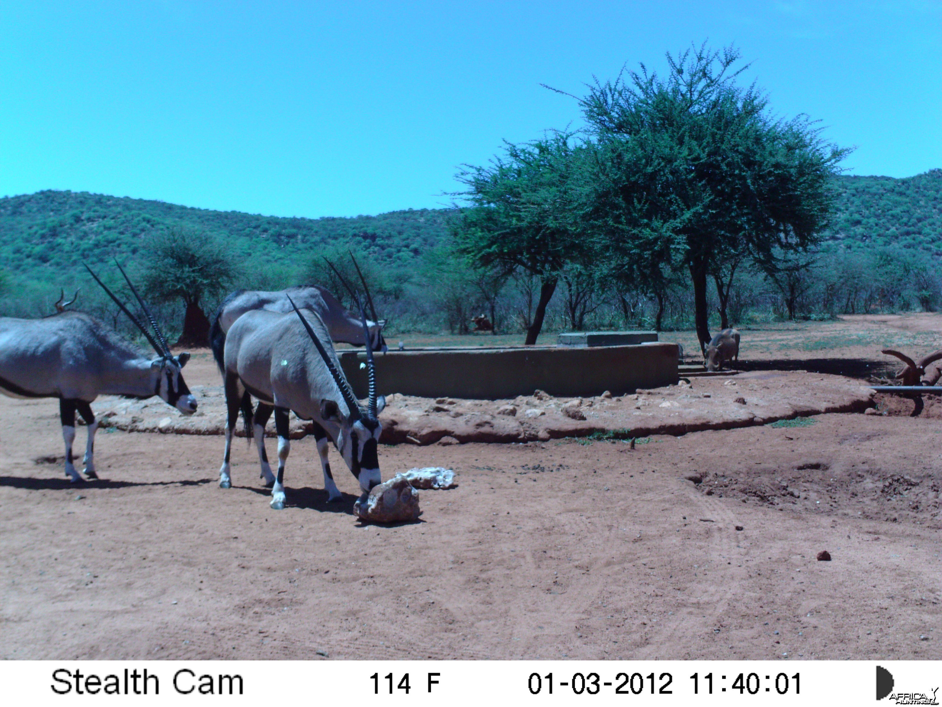 Trail Camera Namibia