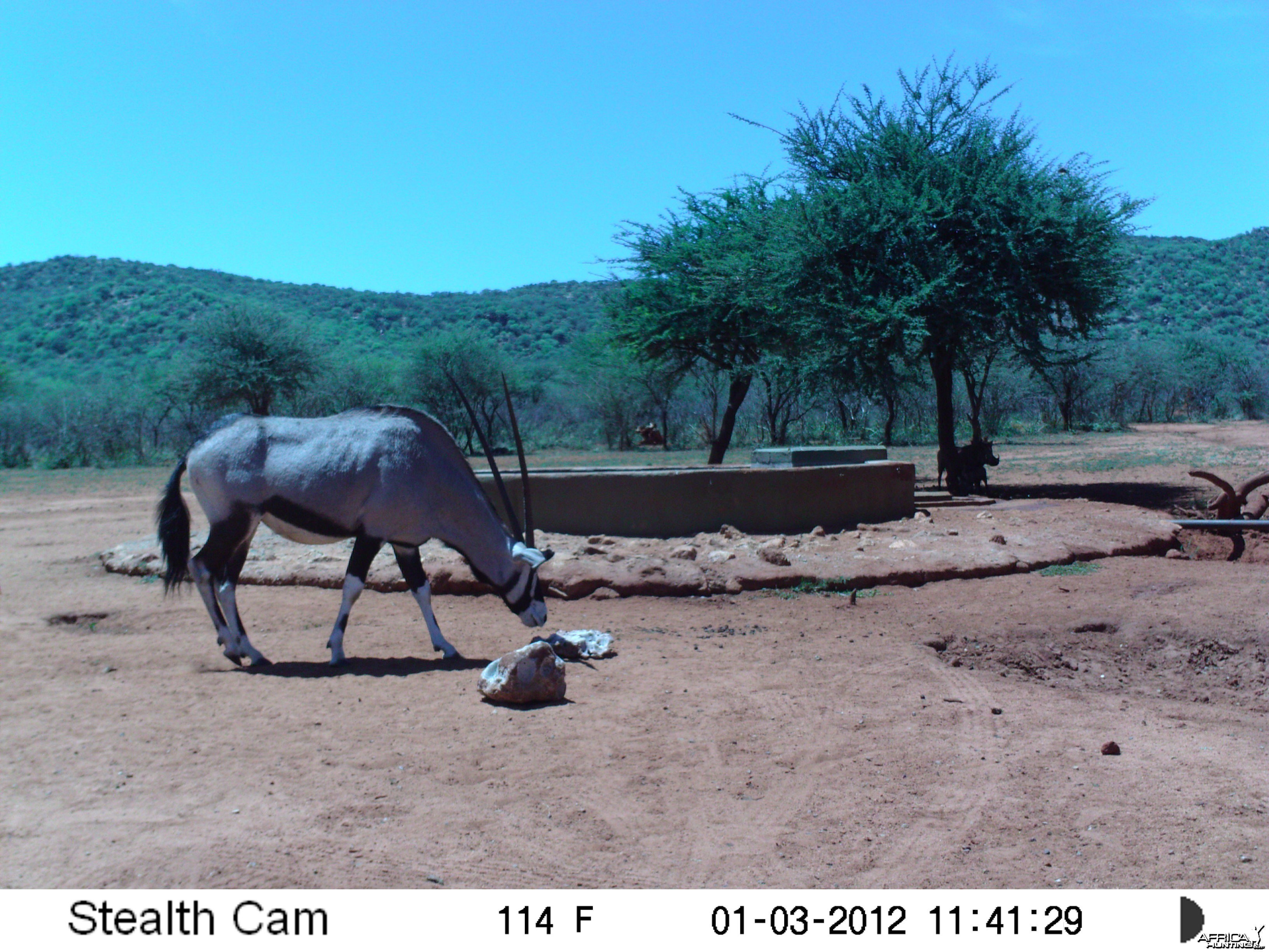 Trail Camera Namibia