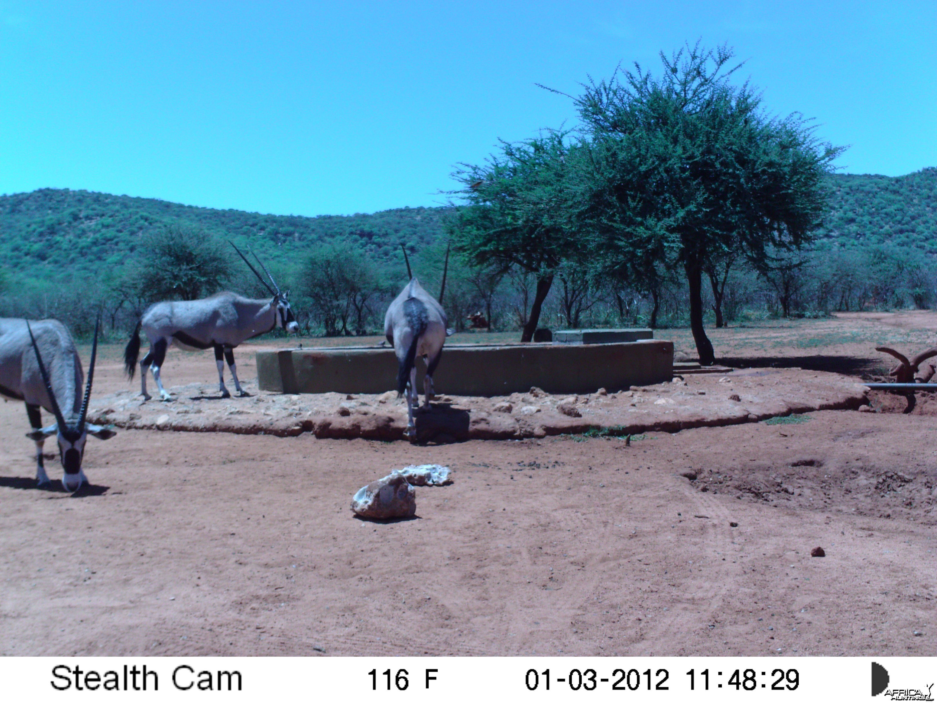 Trail Camera Namibia