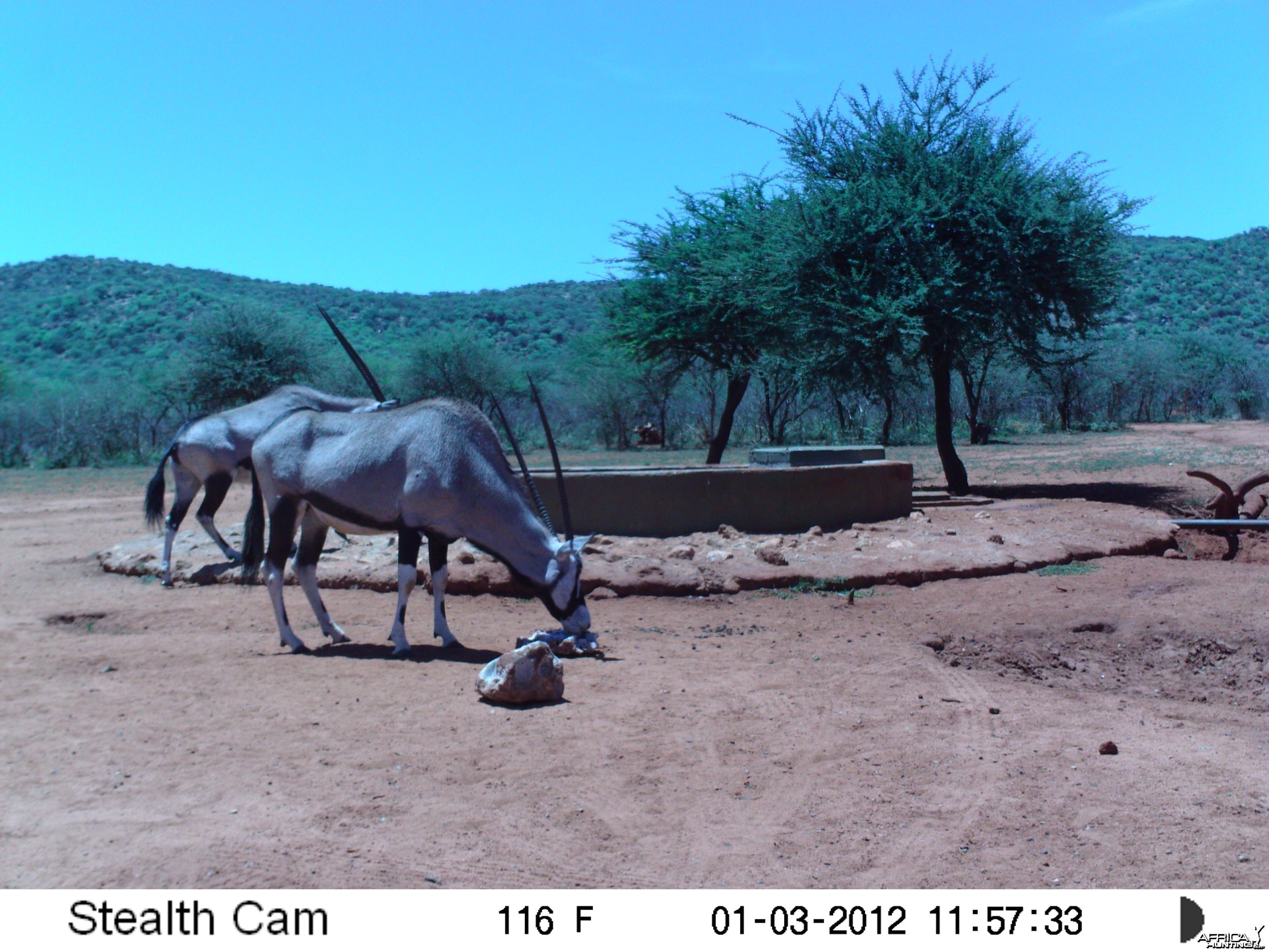 Trail Camera Namibia