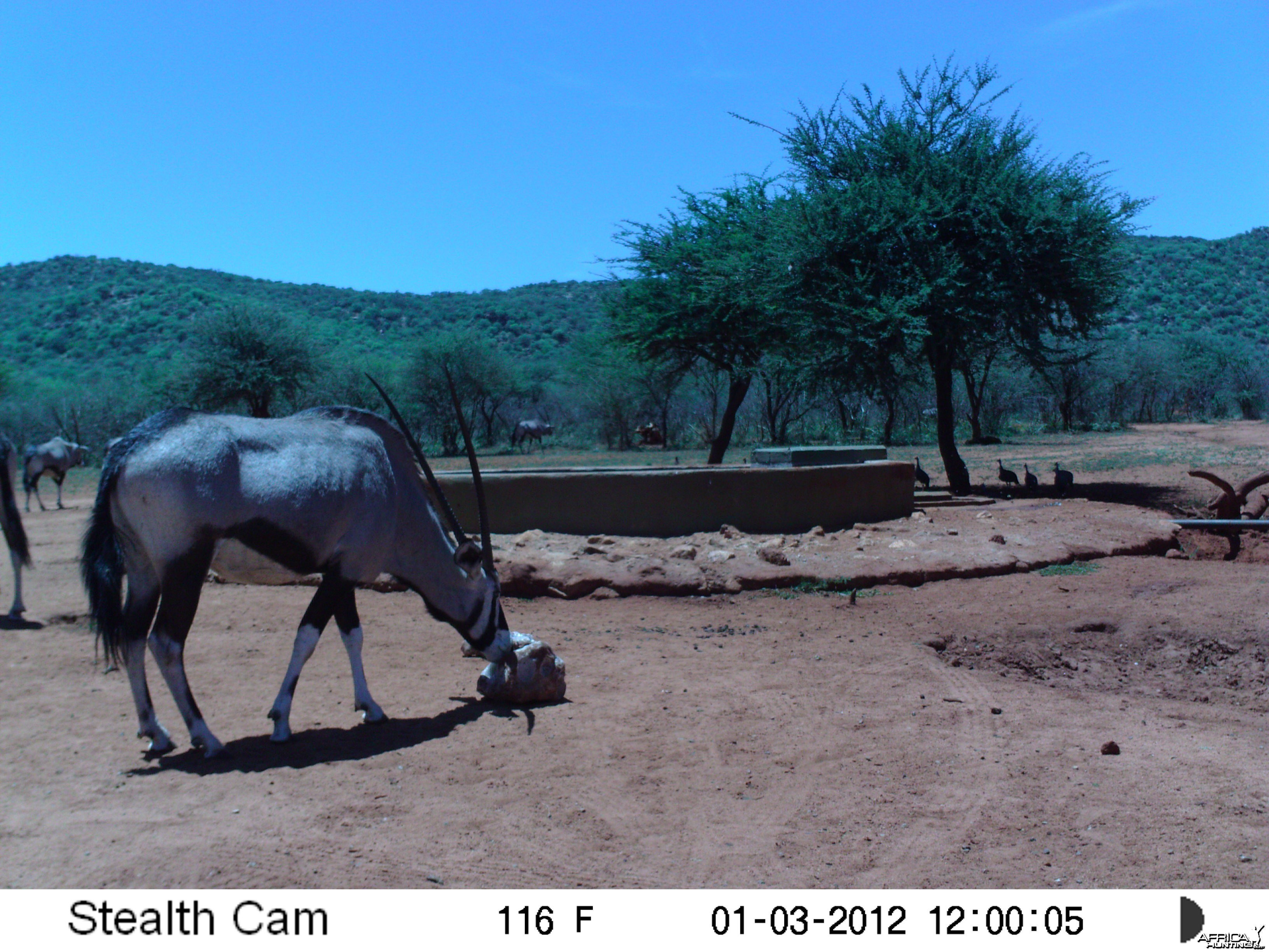 Trail Camera Namibia