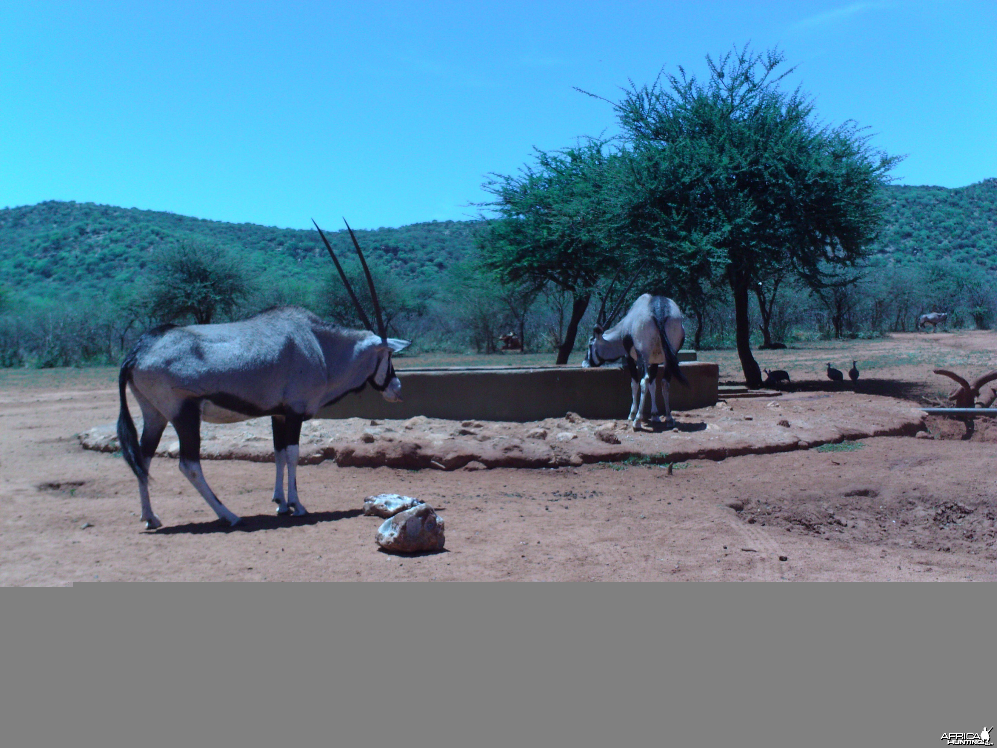 Trail Camera Namibia