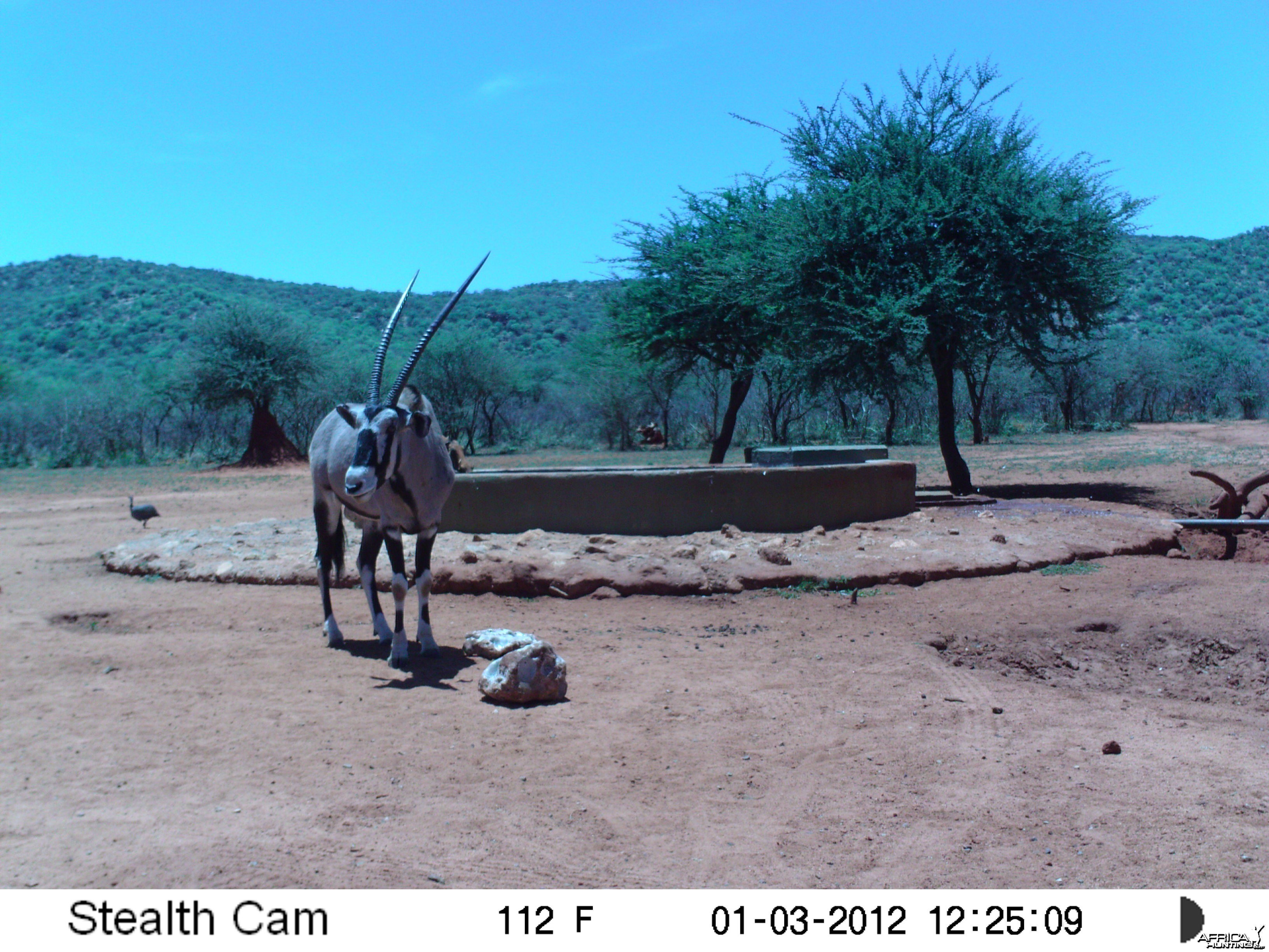 Trail Camera Namibia