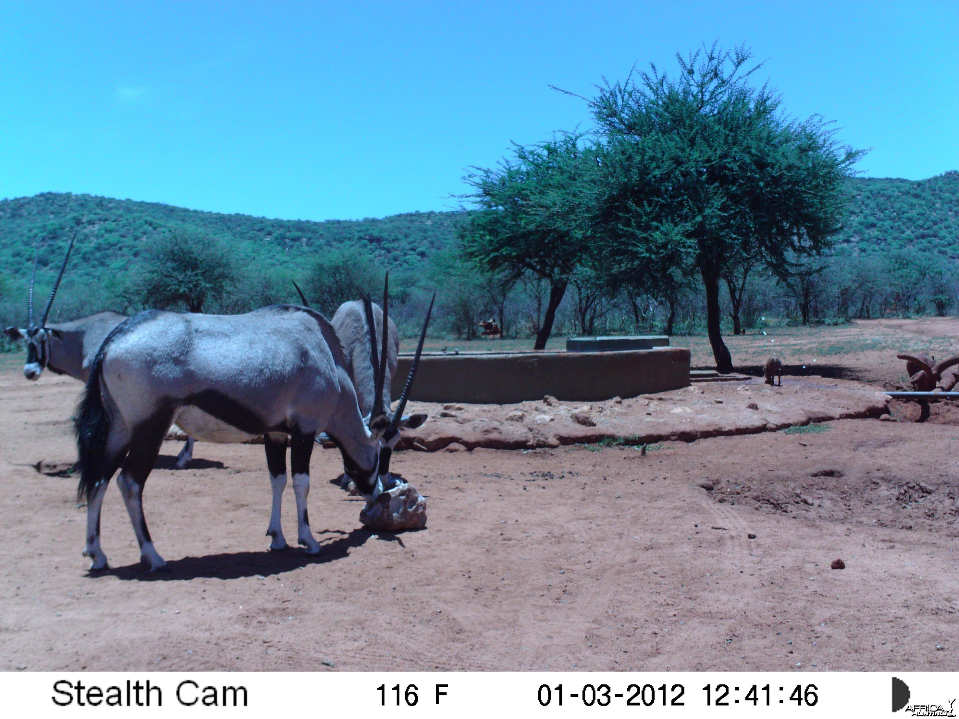 Trail Camera Namibia