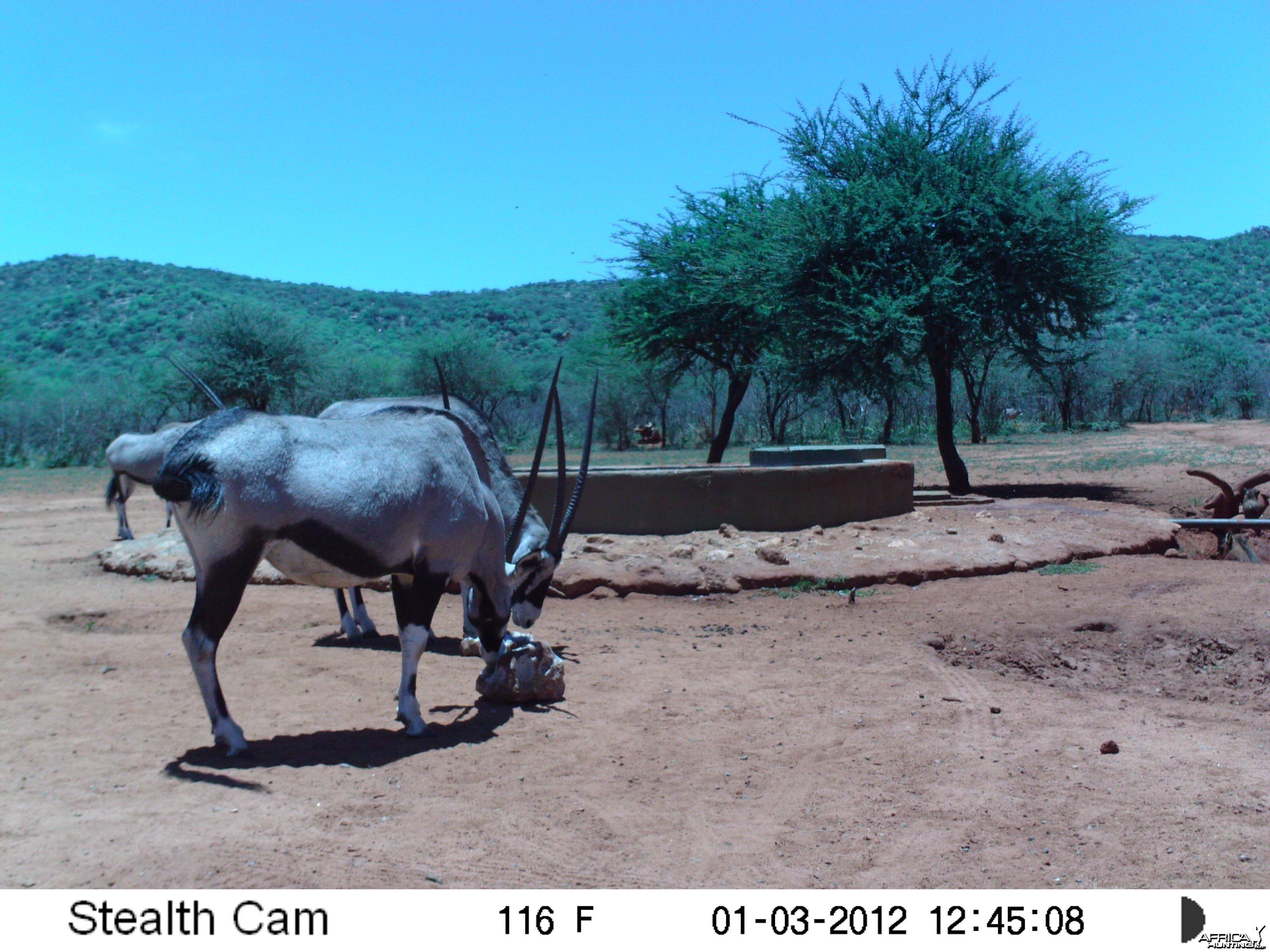 Trail Camera Namibia