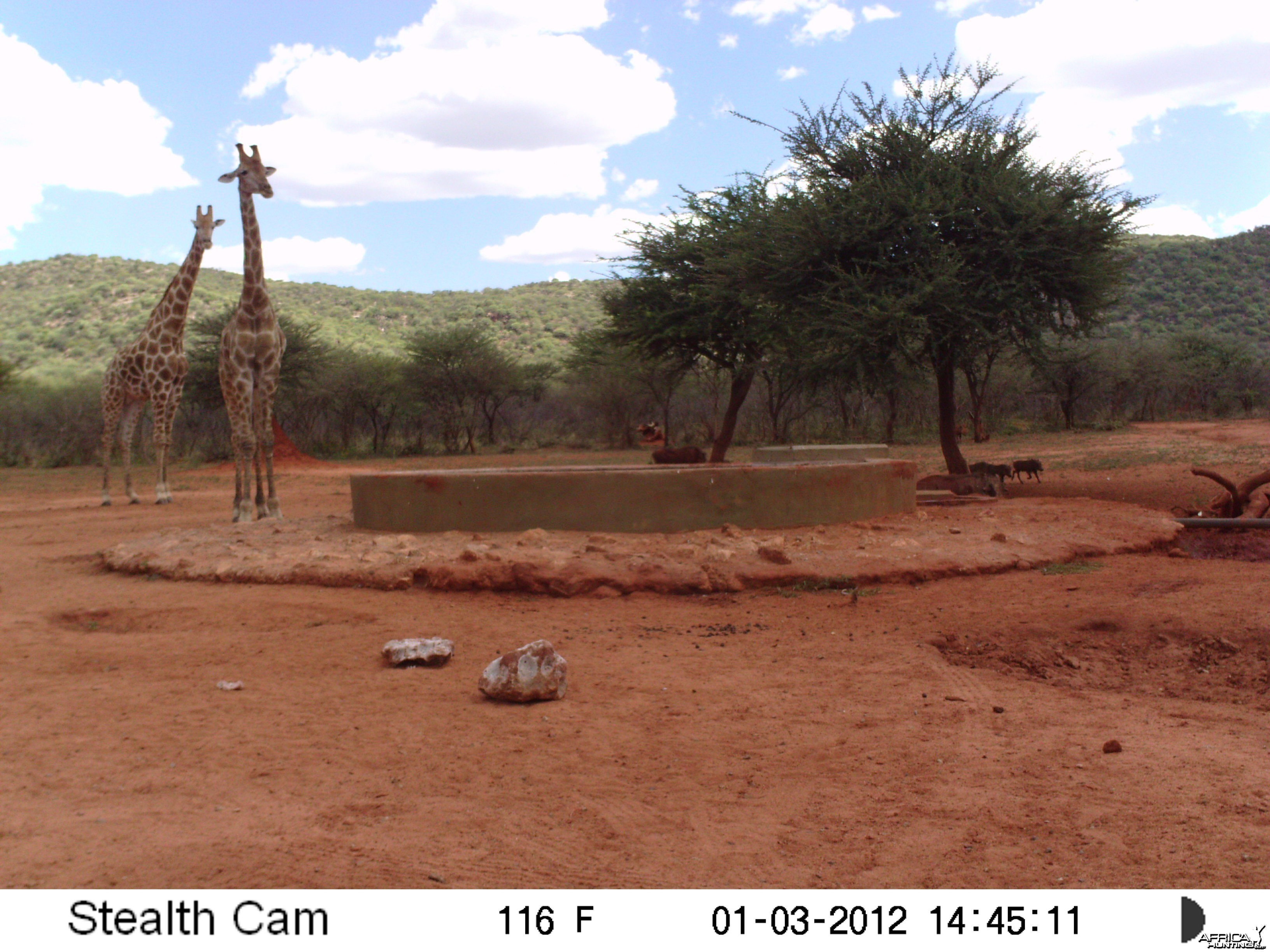 Trail Camera Namibia