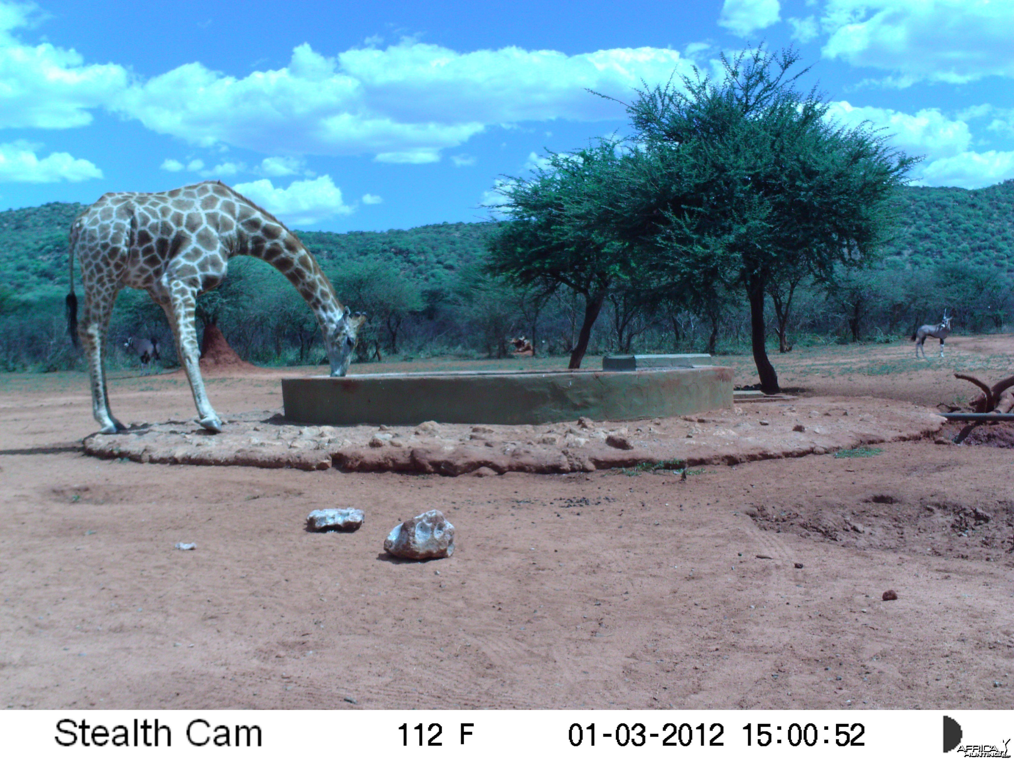 Trail Camera Namibia