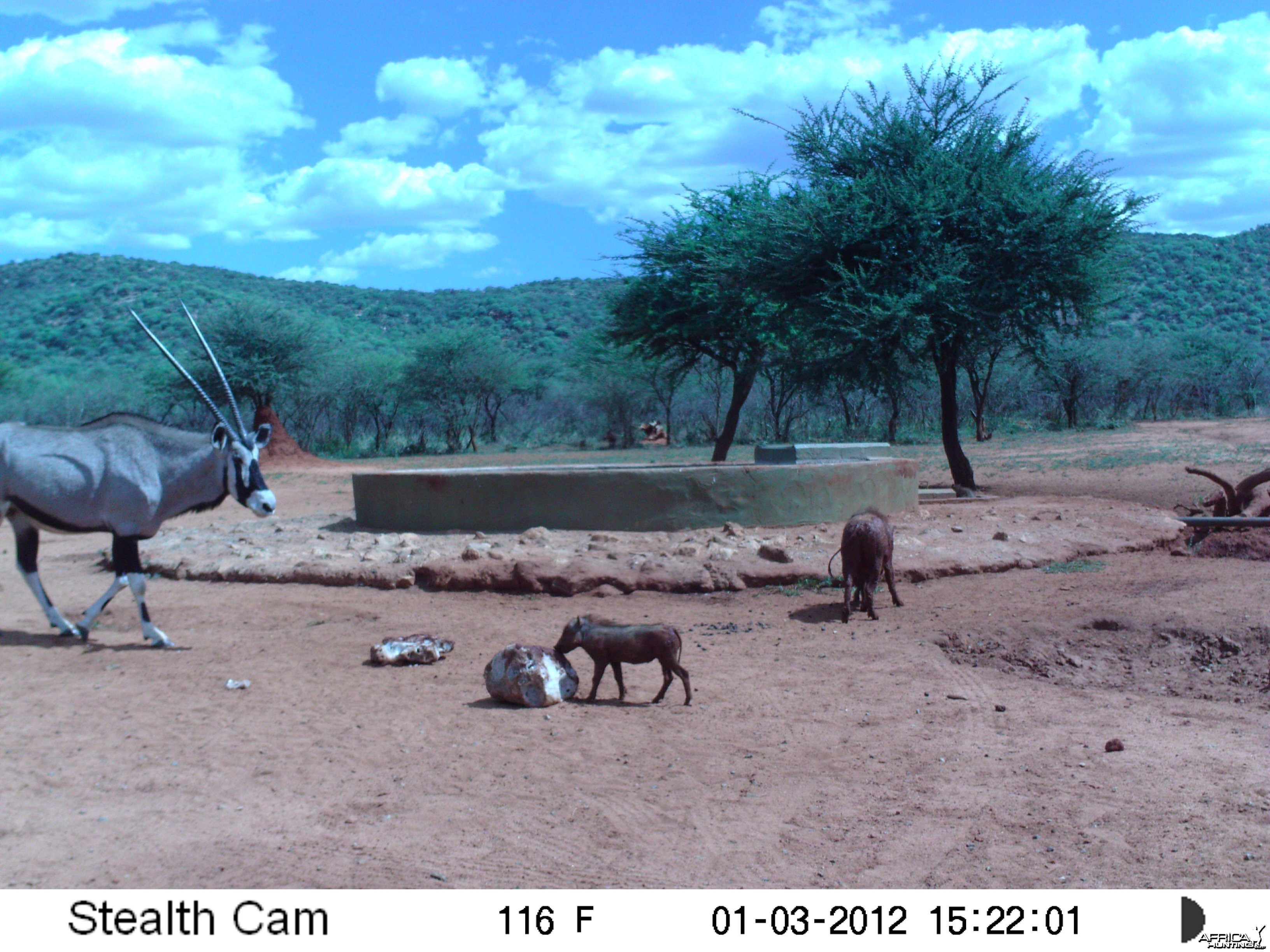 Trail Camera Namibia