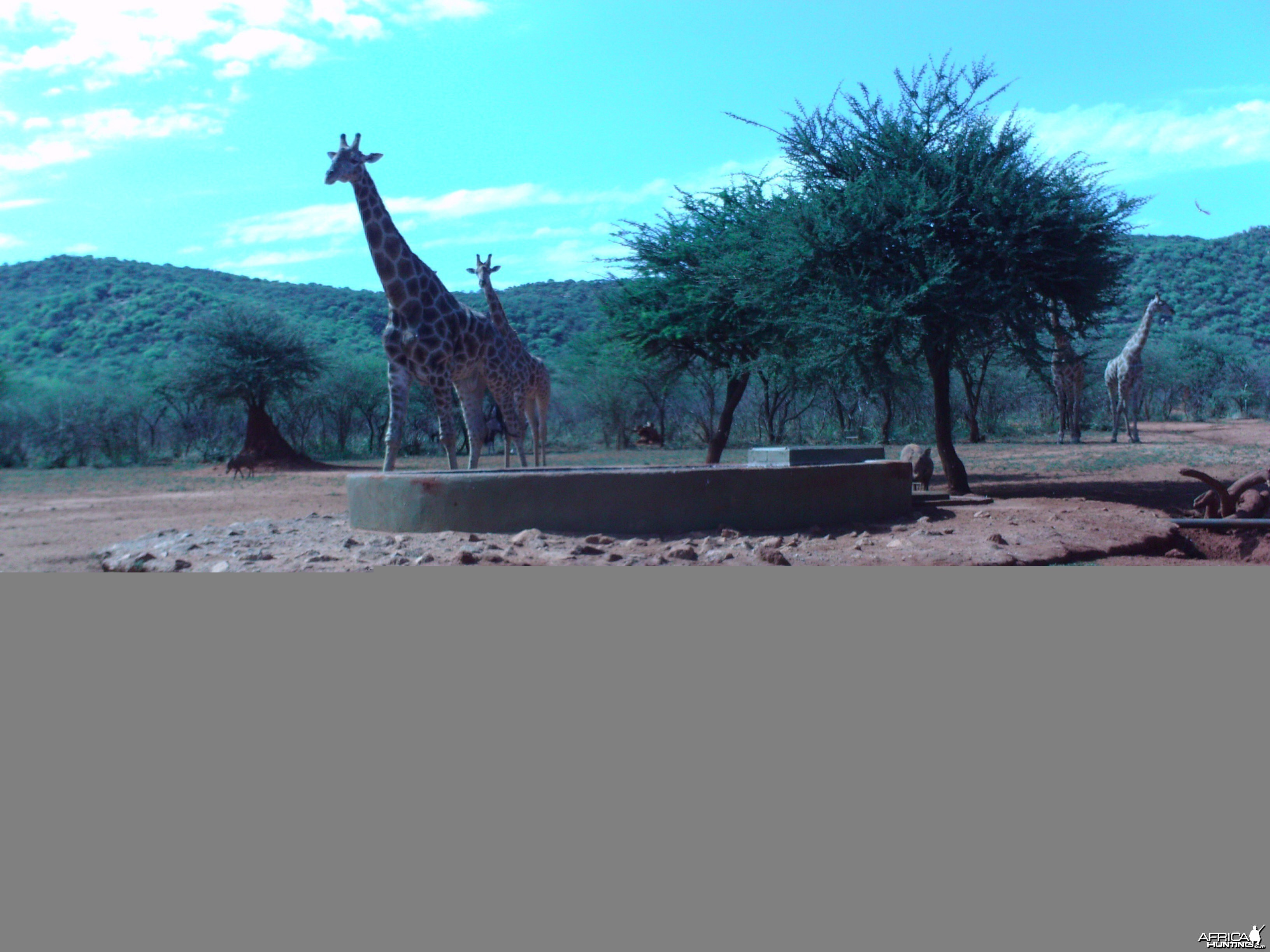 Trail Camera Namibia