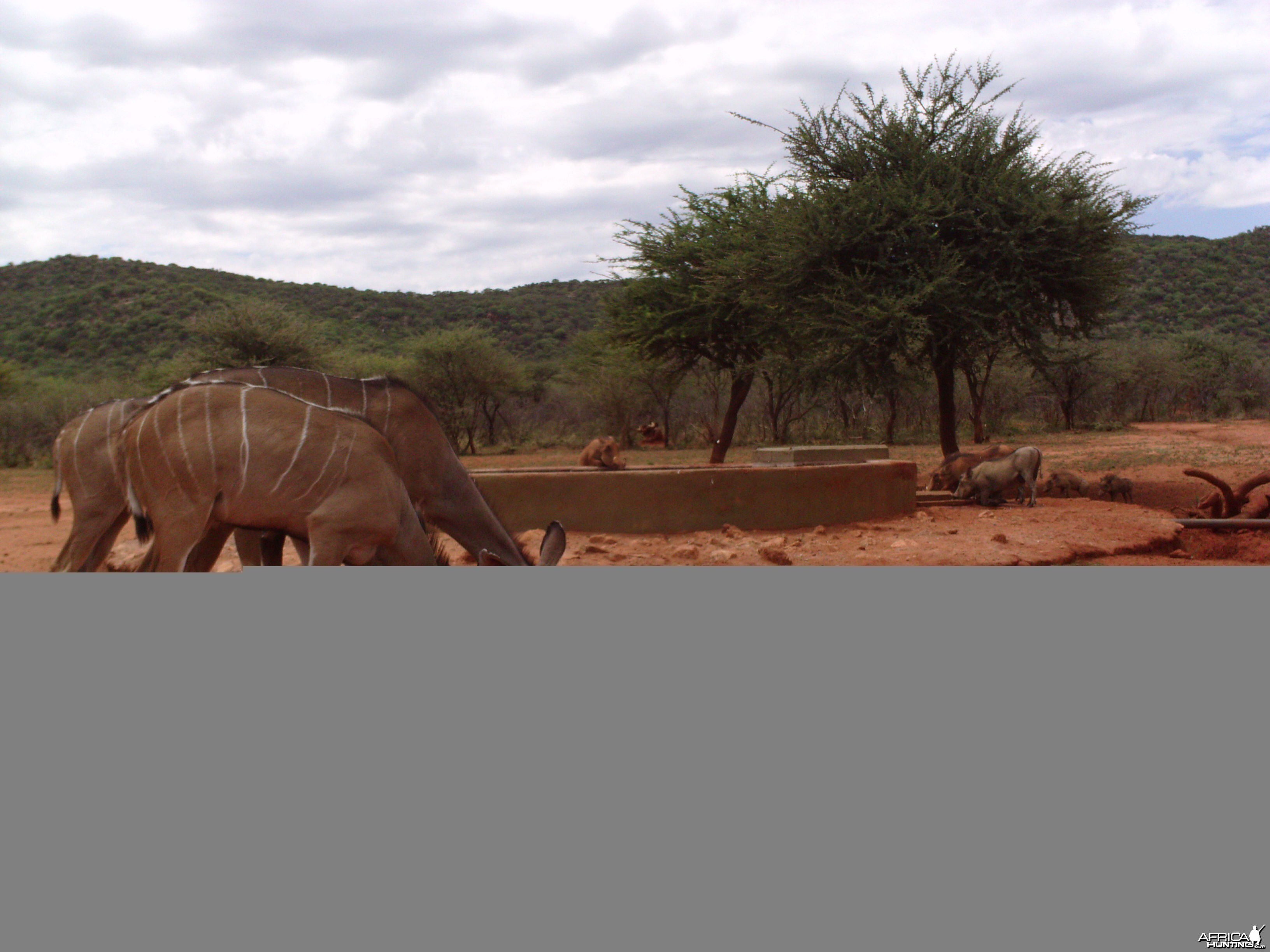 Trail Camera Namibia