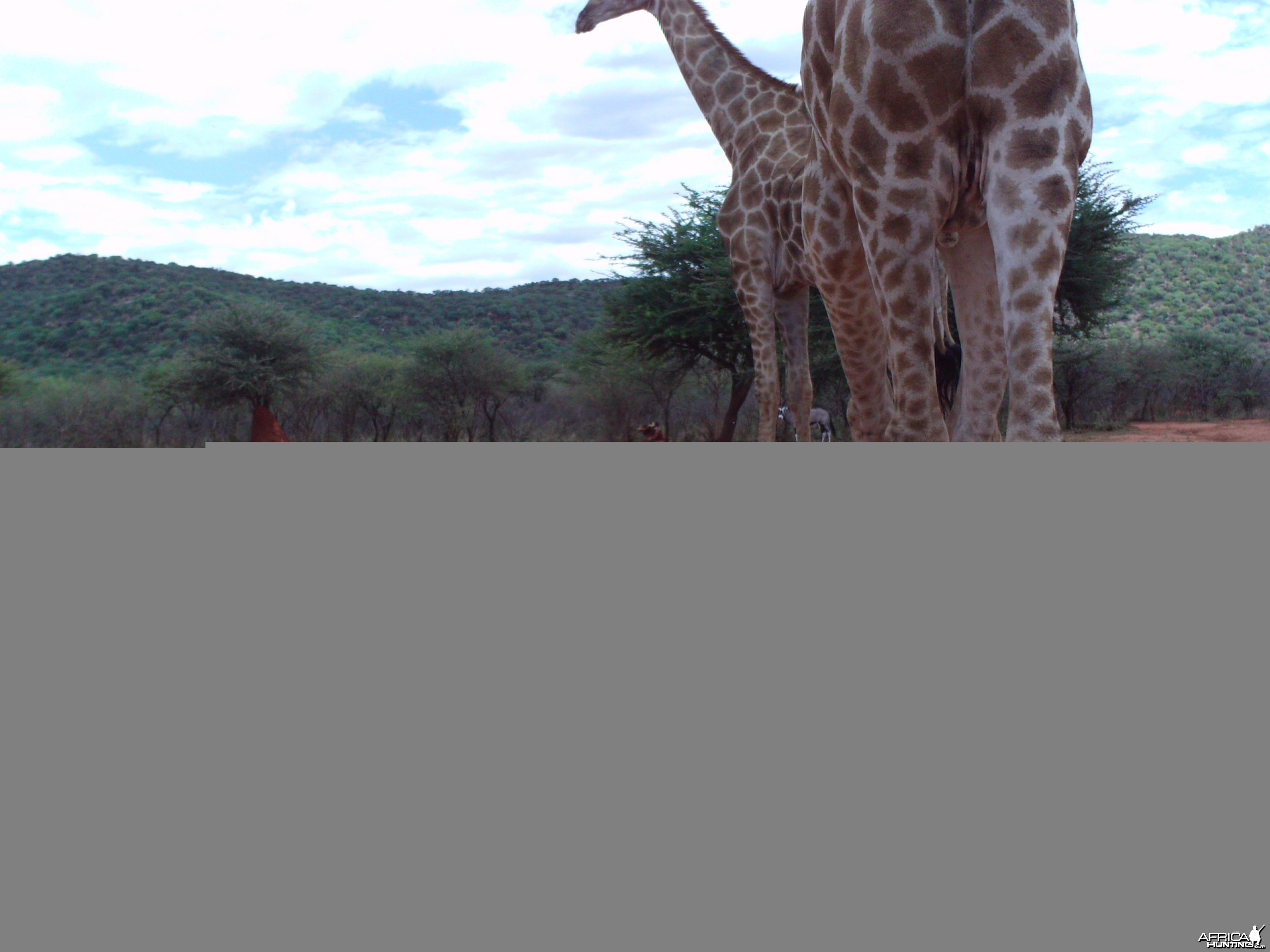 Trail Camera Namibia