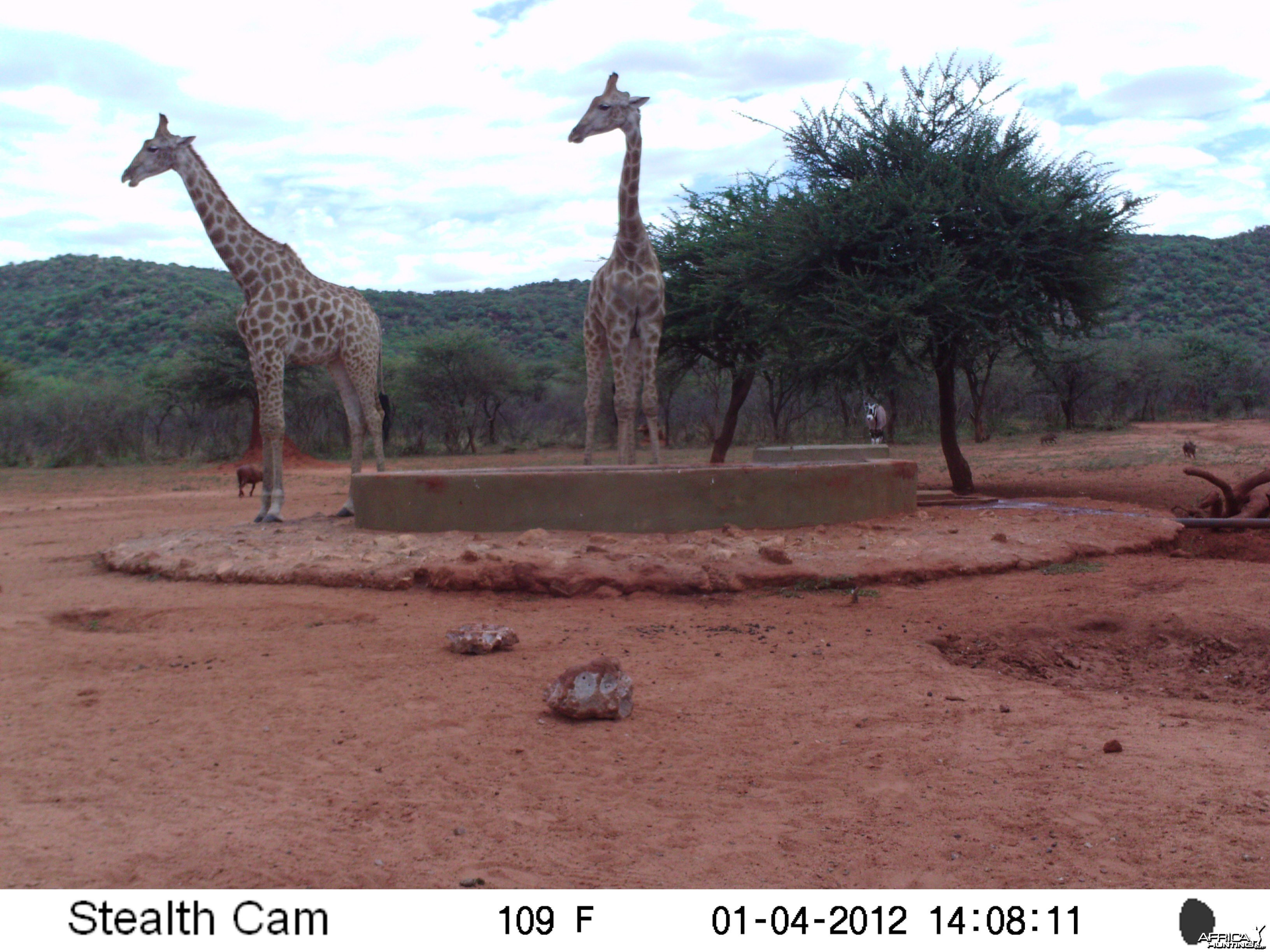 Trail Camera Namibia