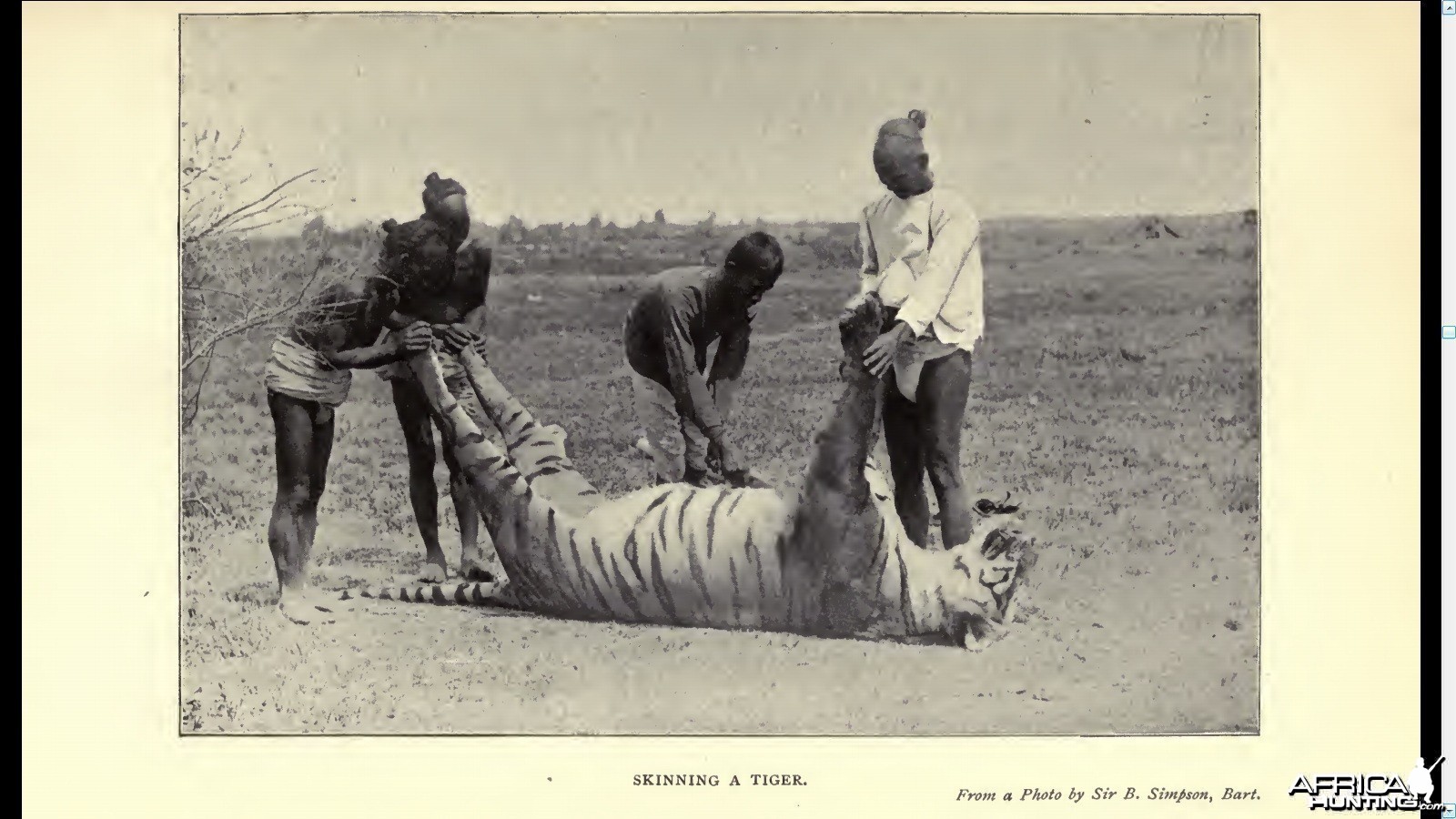 Skinning a tiger.