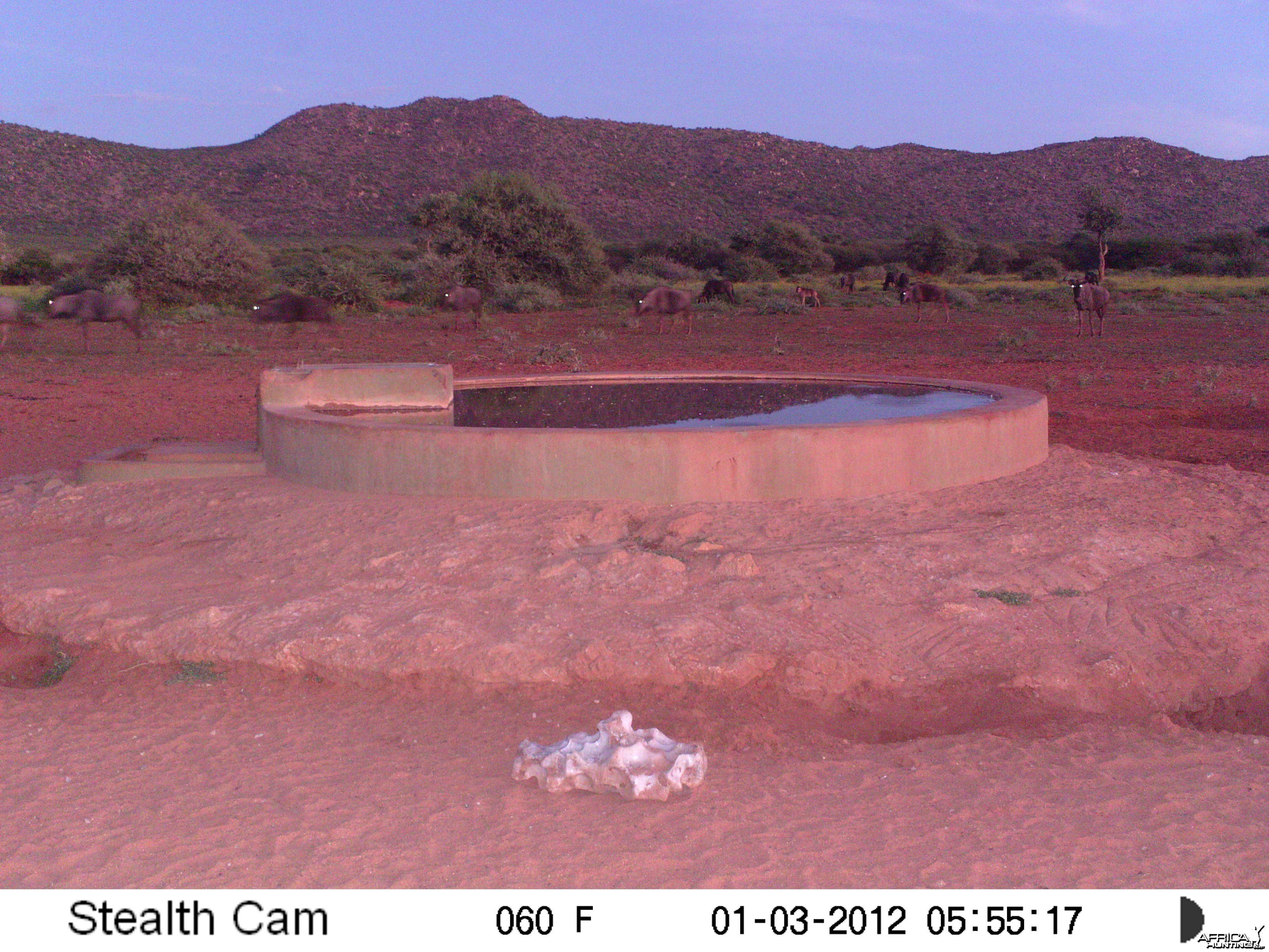 Trail Camera Namibia