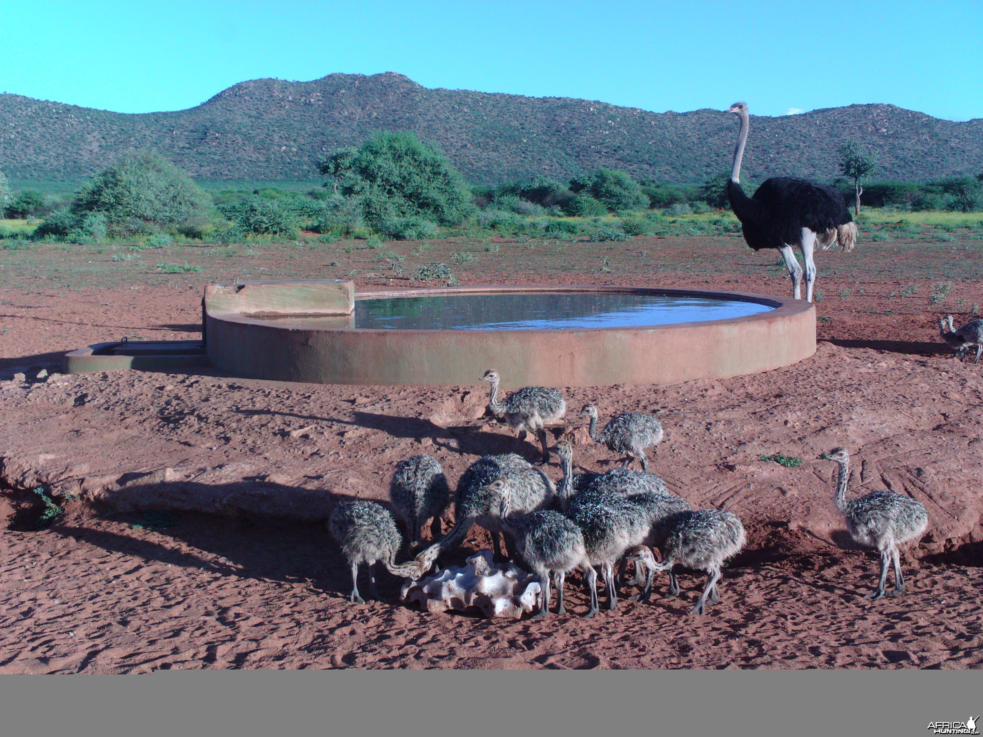 Trail Camera Namibia