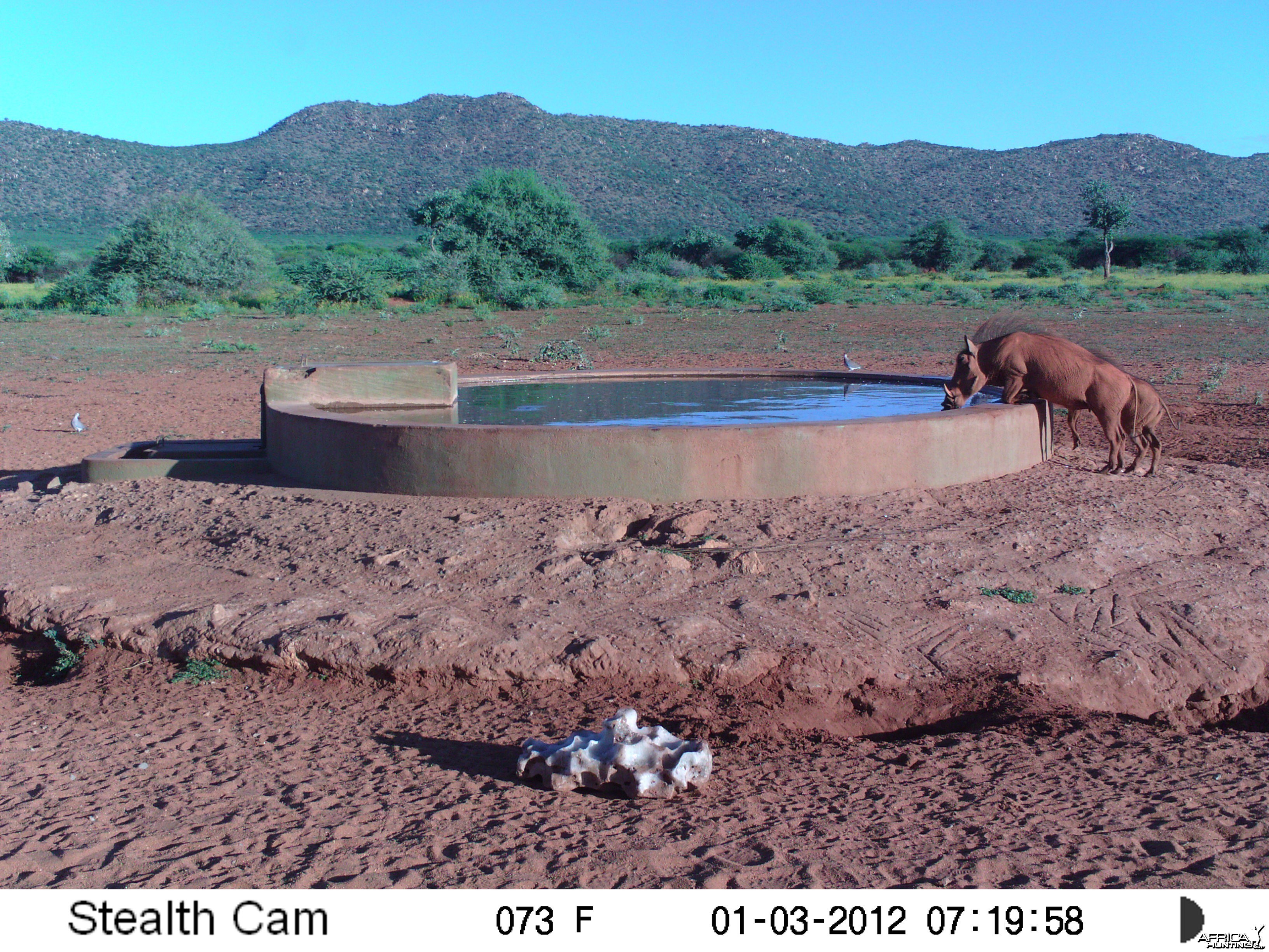 Trail Camera Namibia