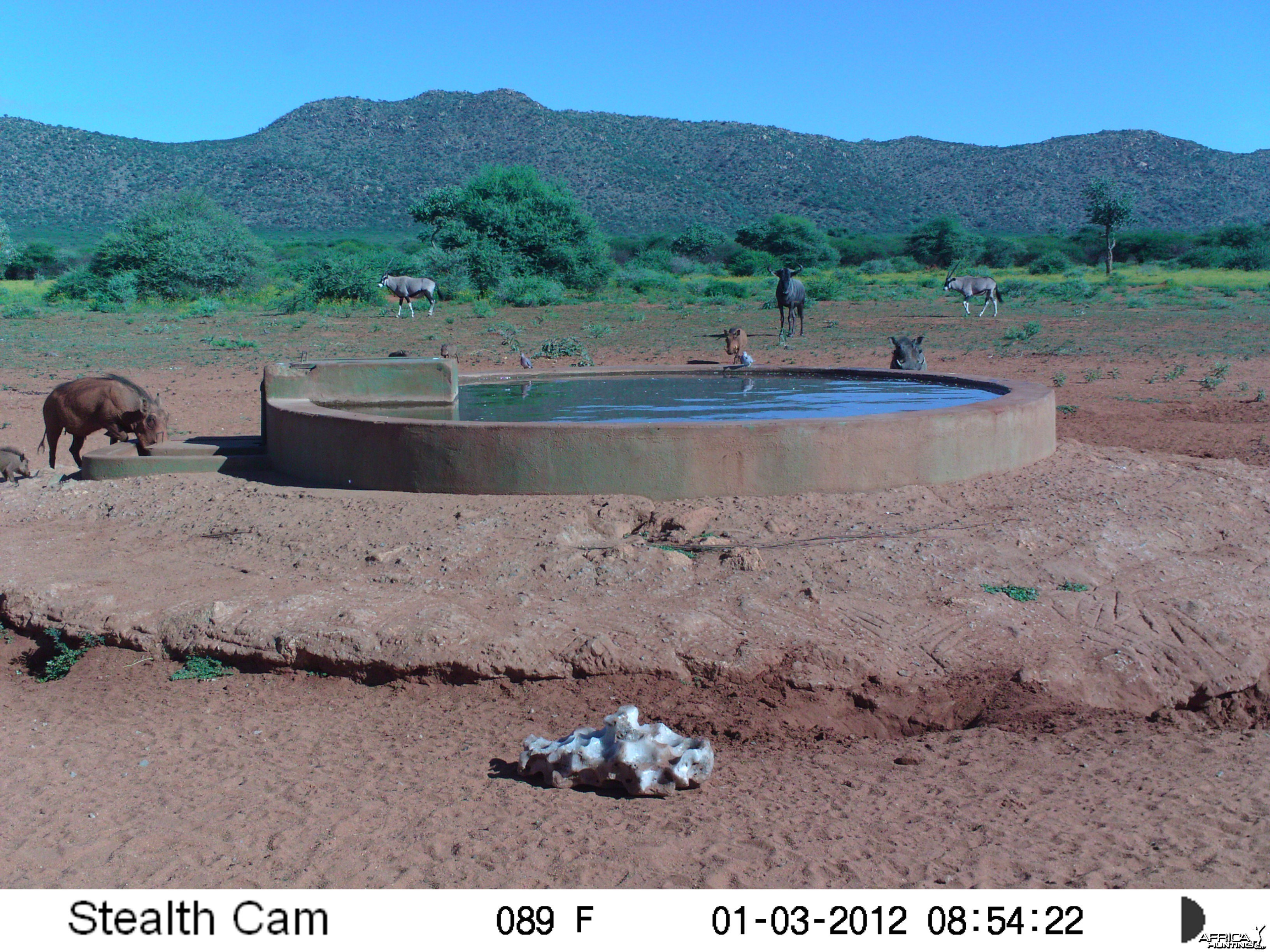 Trail Camera Namibia