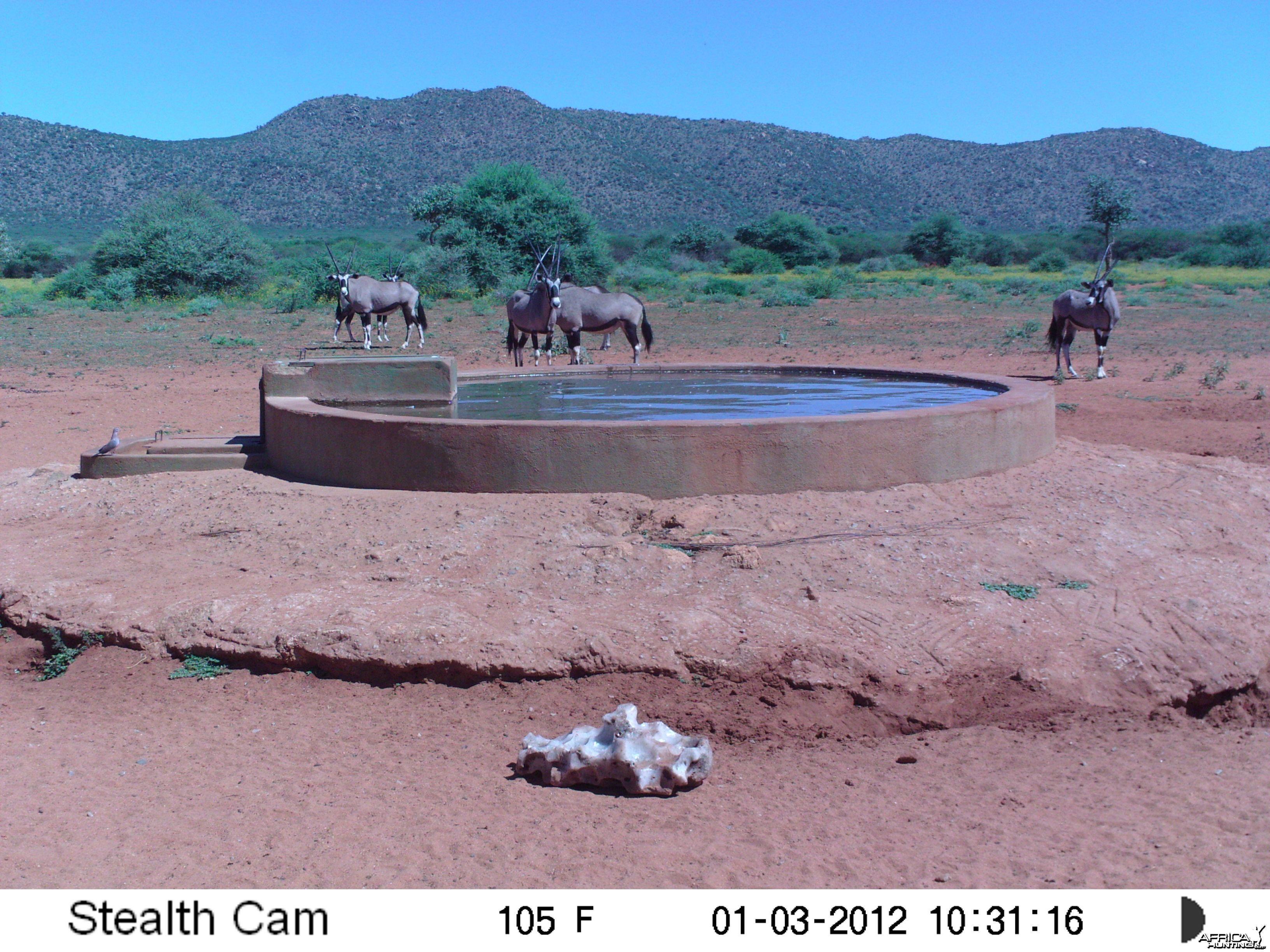 Trail Camera Namibia