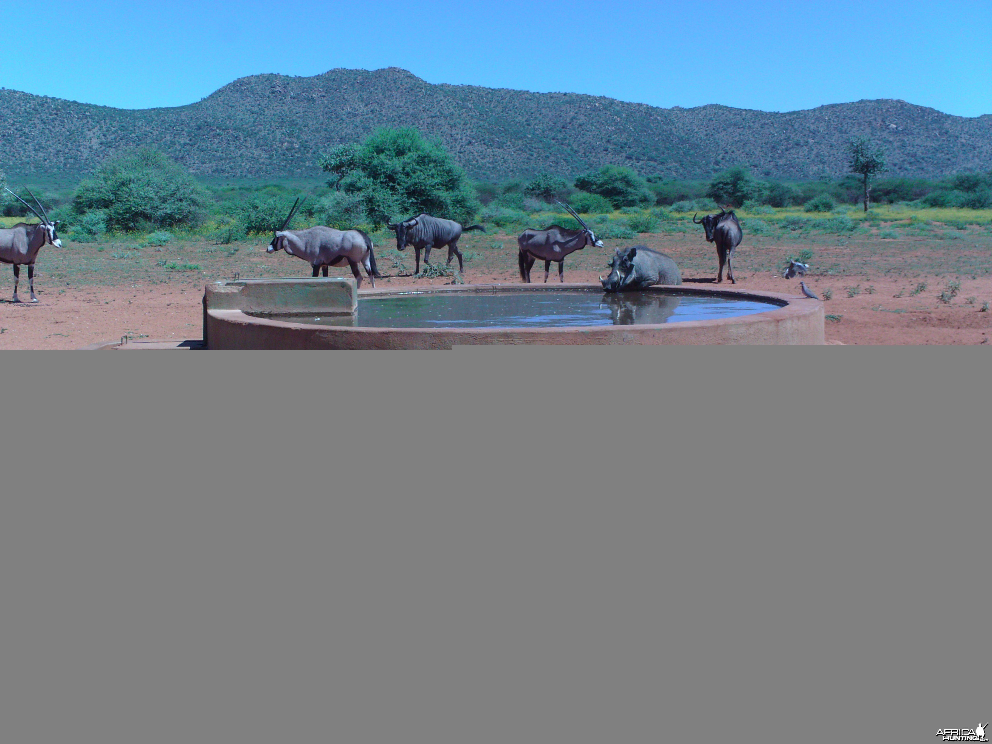 Trail Camera Namibia