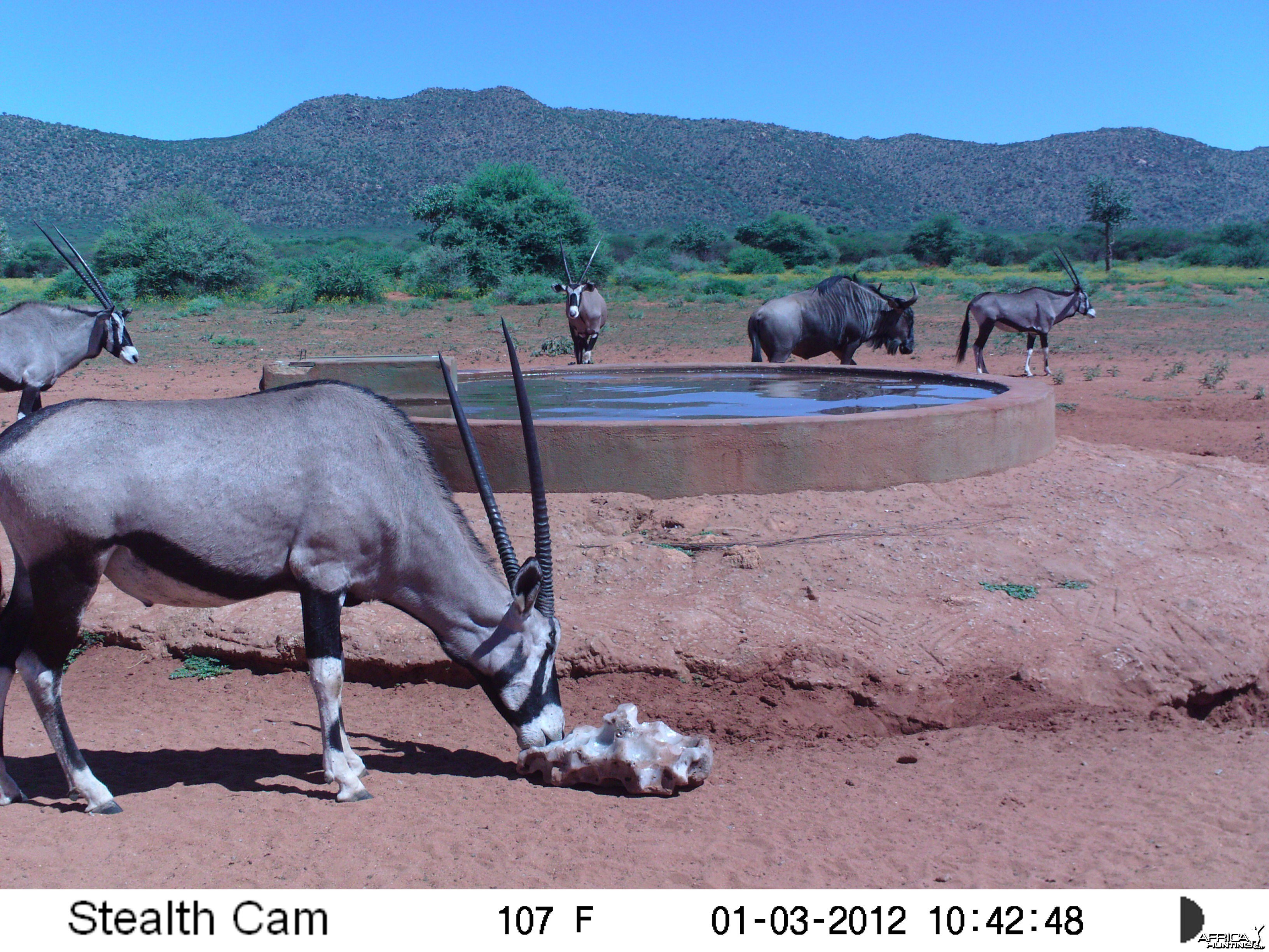 Trail Camera Namibia