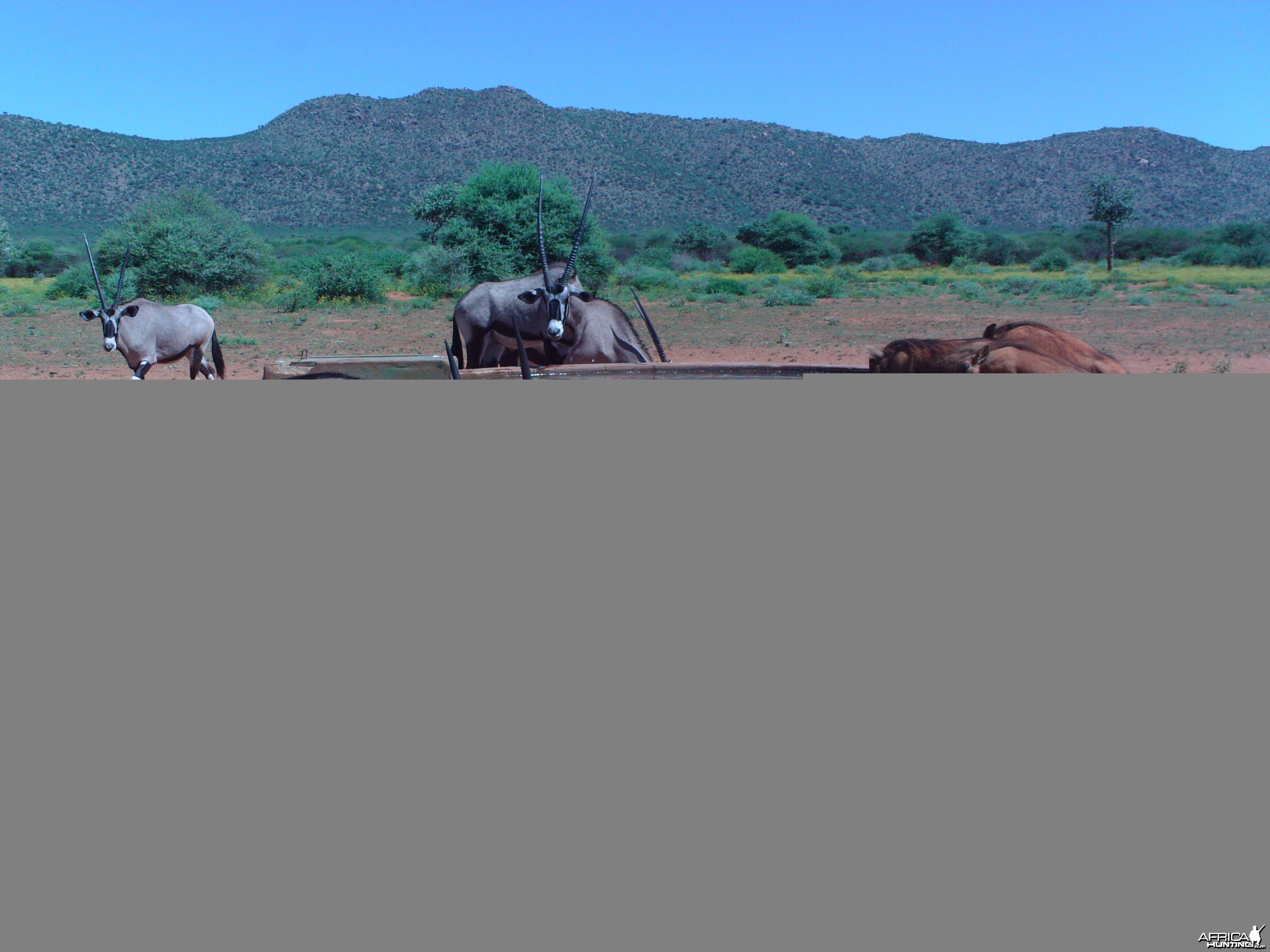 Trail Camera Namibia