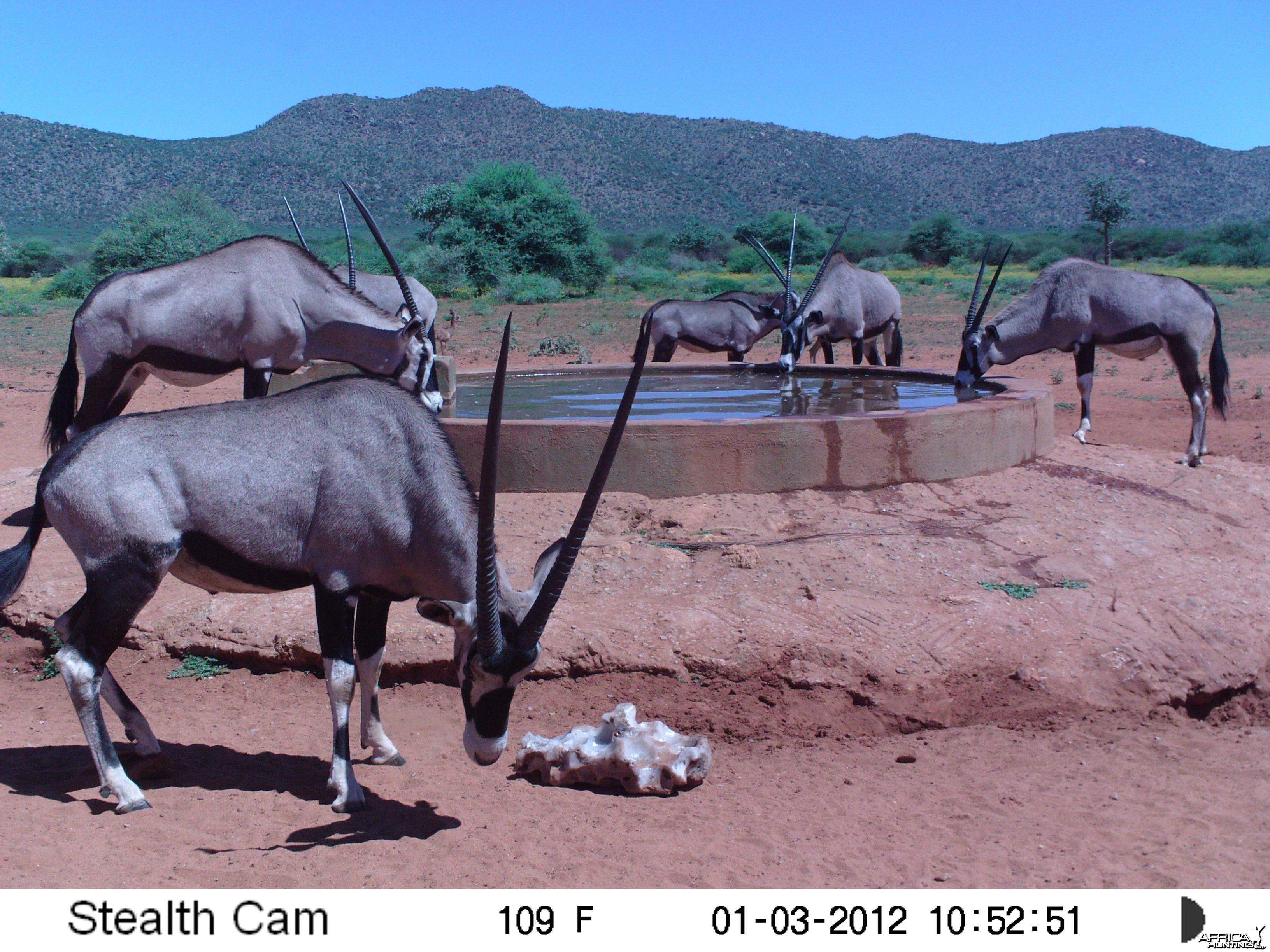 Trail Camera Namibia