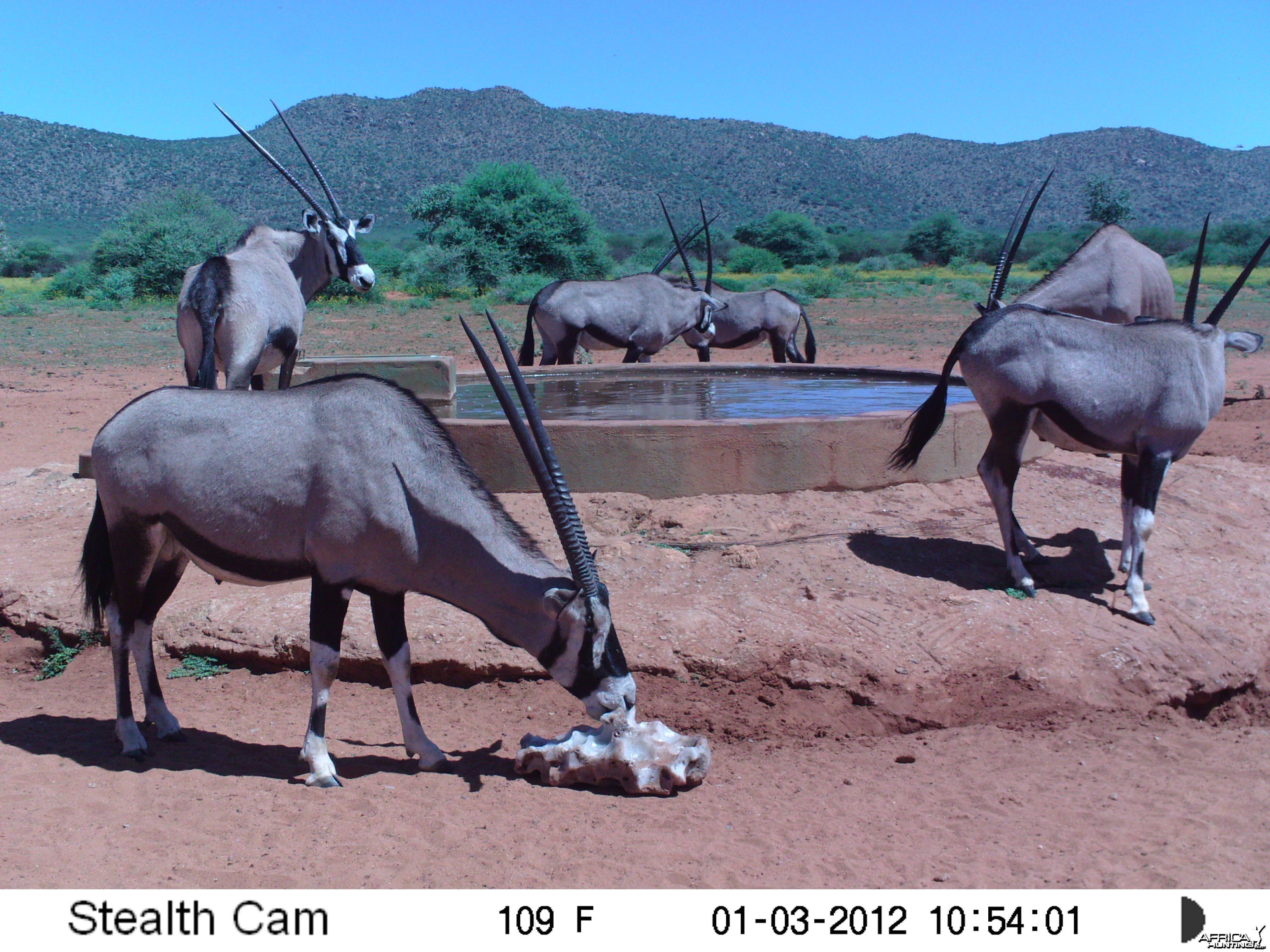 Trail Camera Namibia