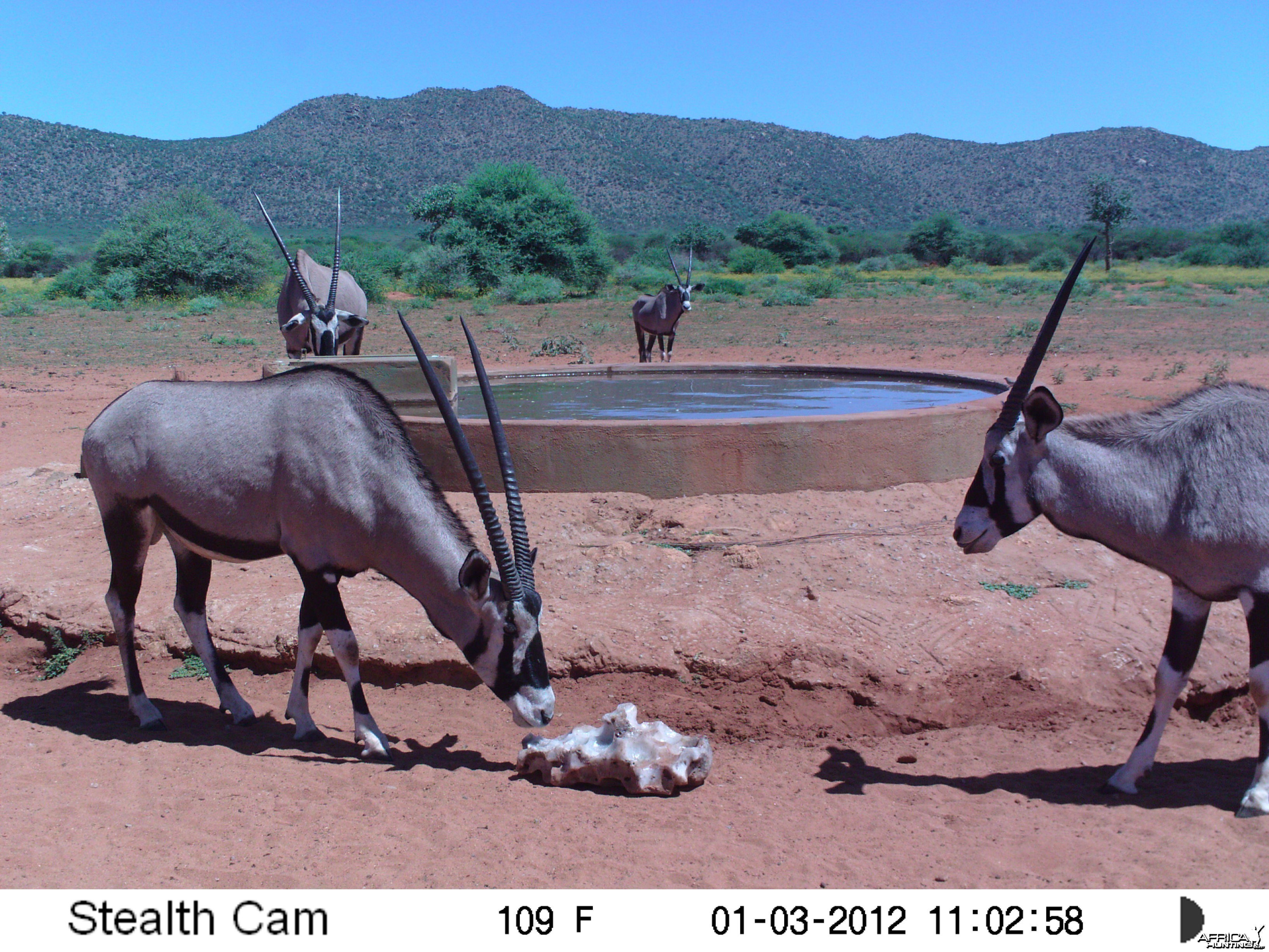 Trail Camera Namibia