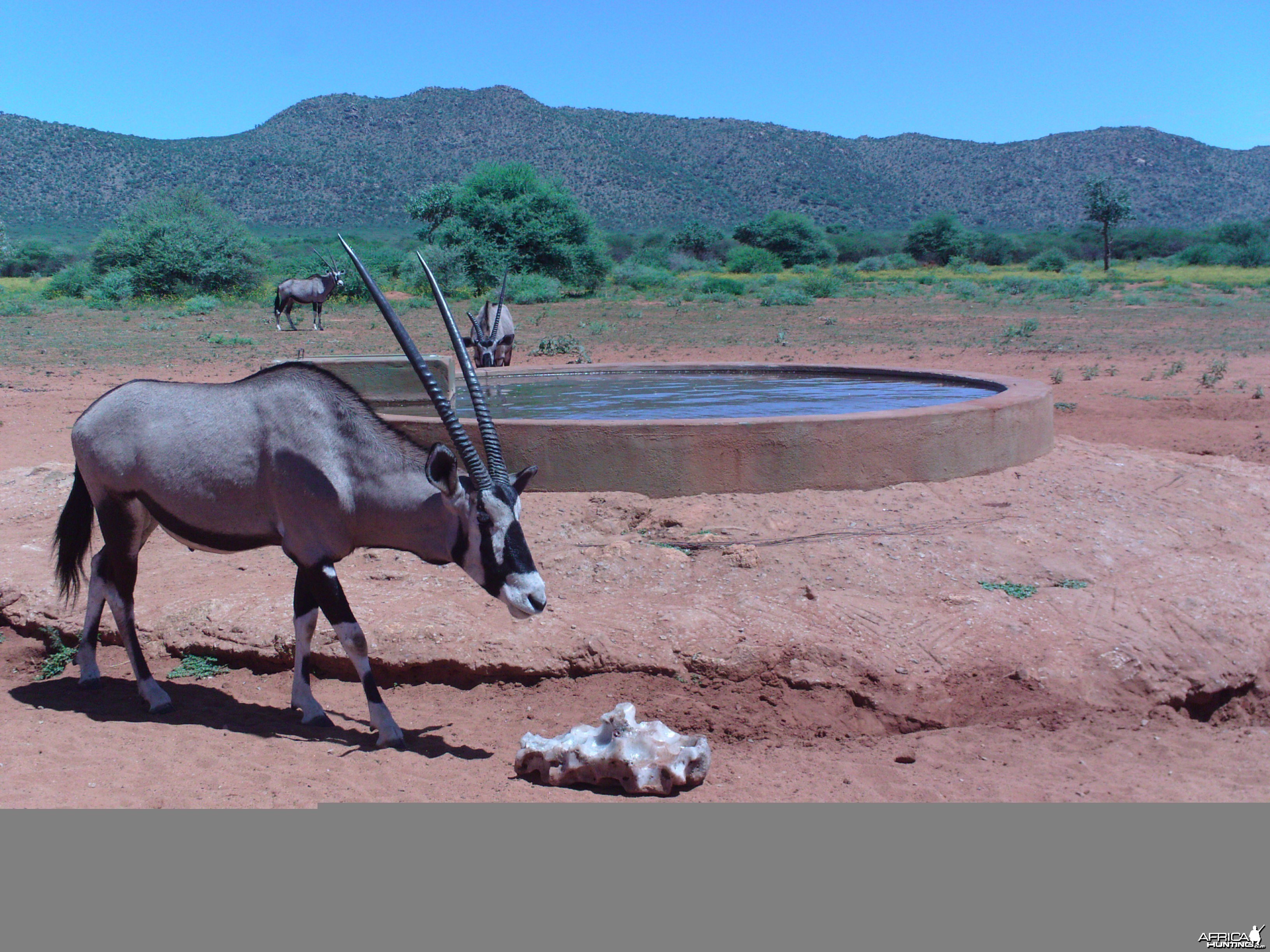 Trail Camera Namibia