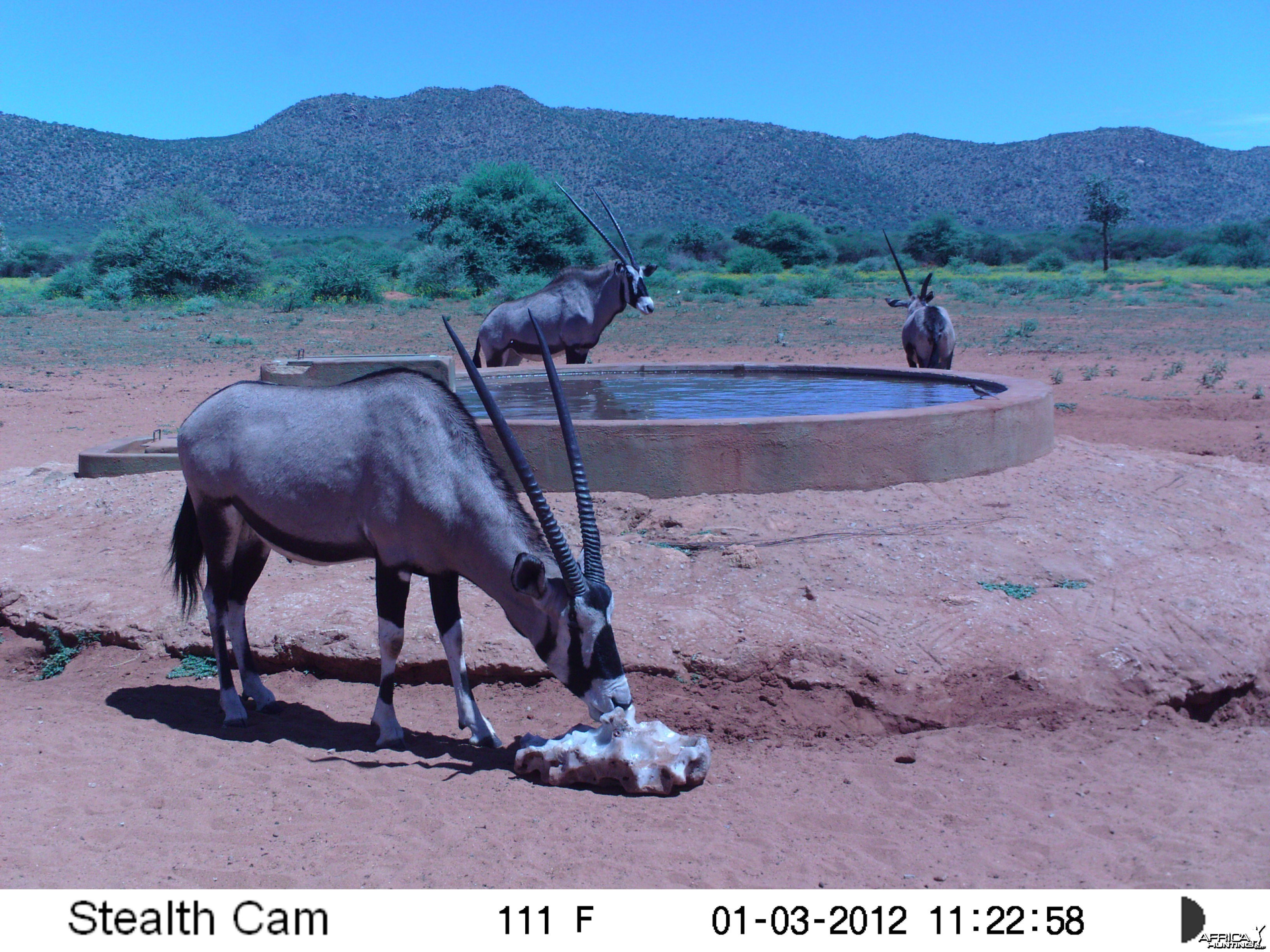 Trail Camera Namibia