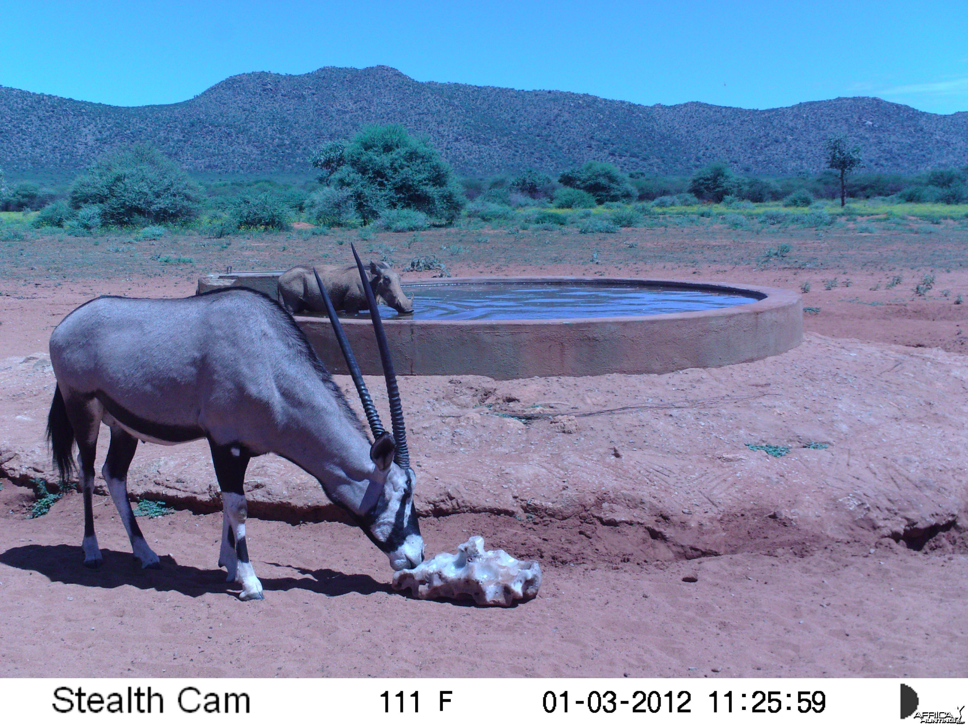 Trail Camera Namibia