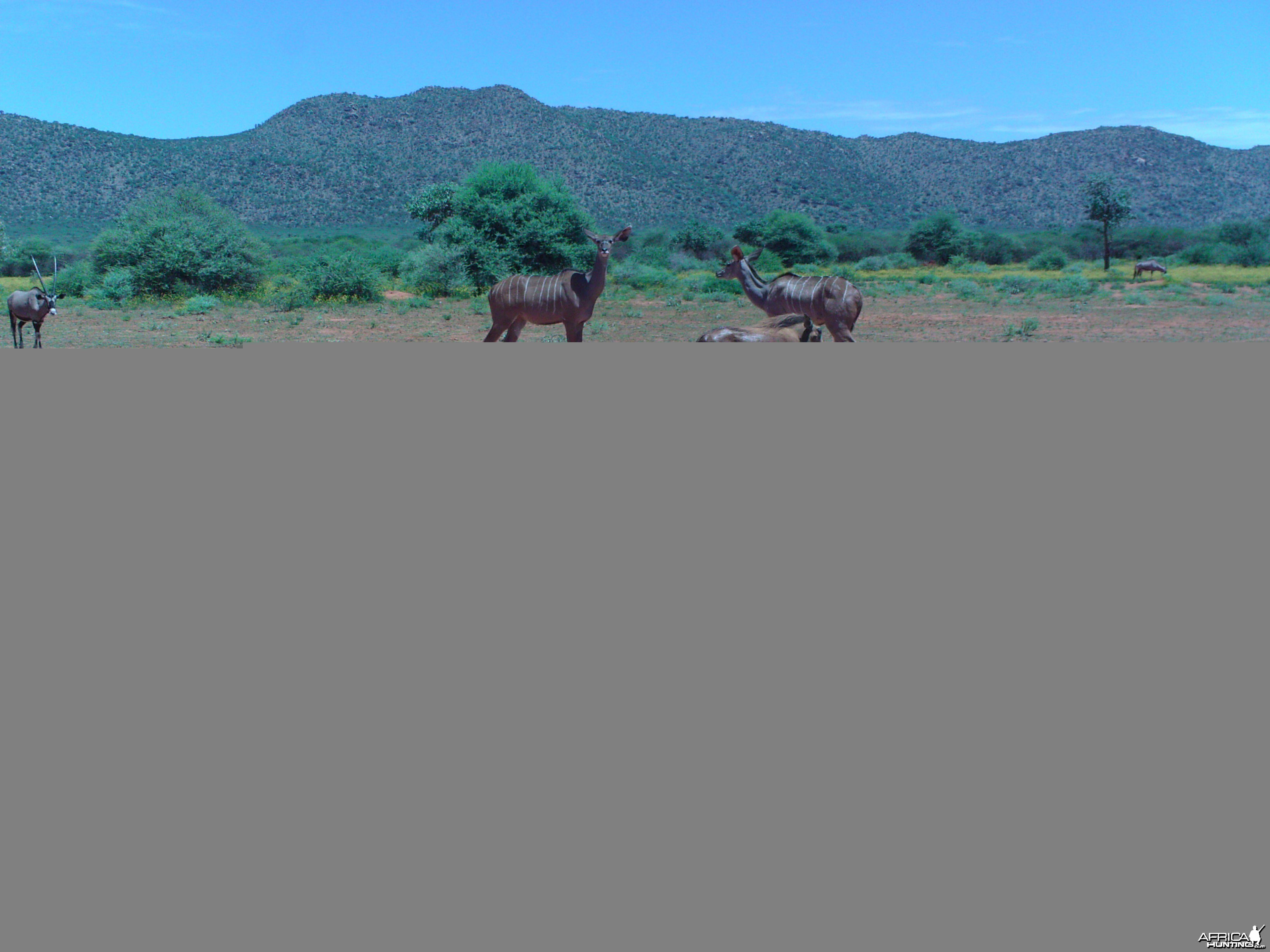 Trail Camera Namibia