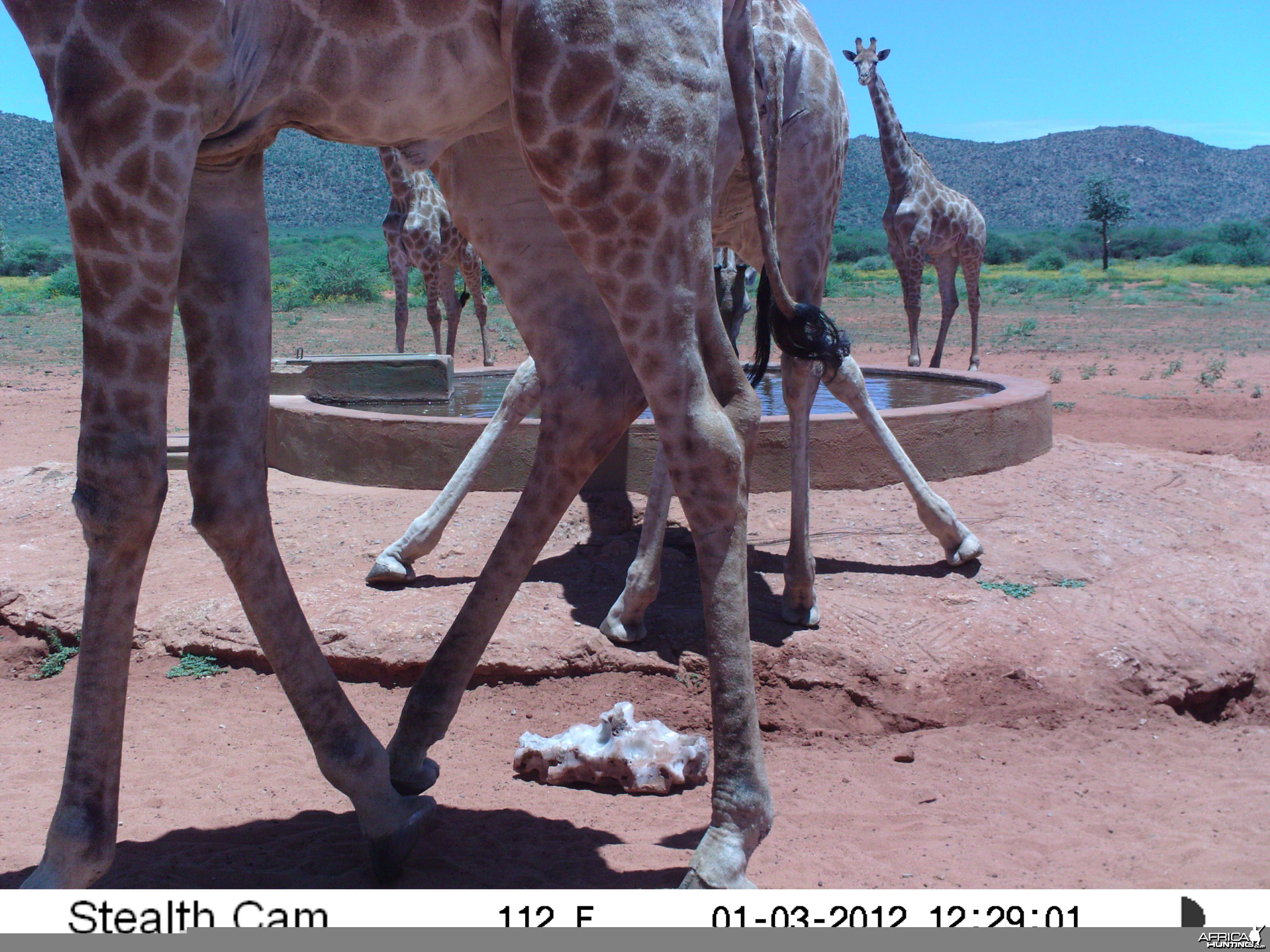 Trail Camera Namibia