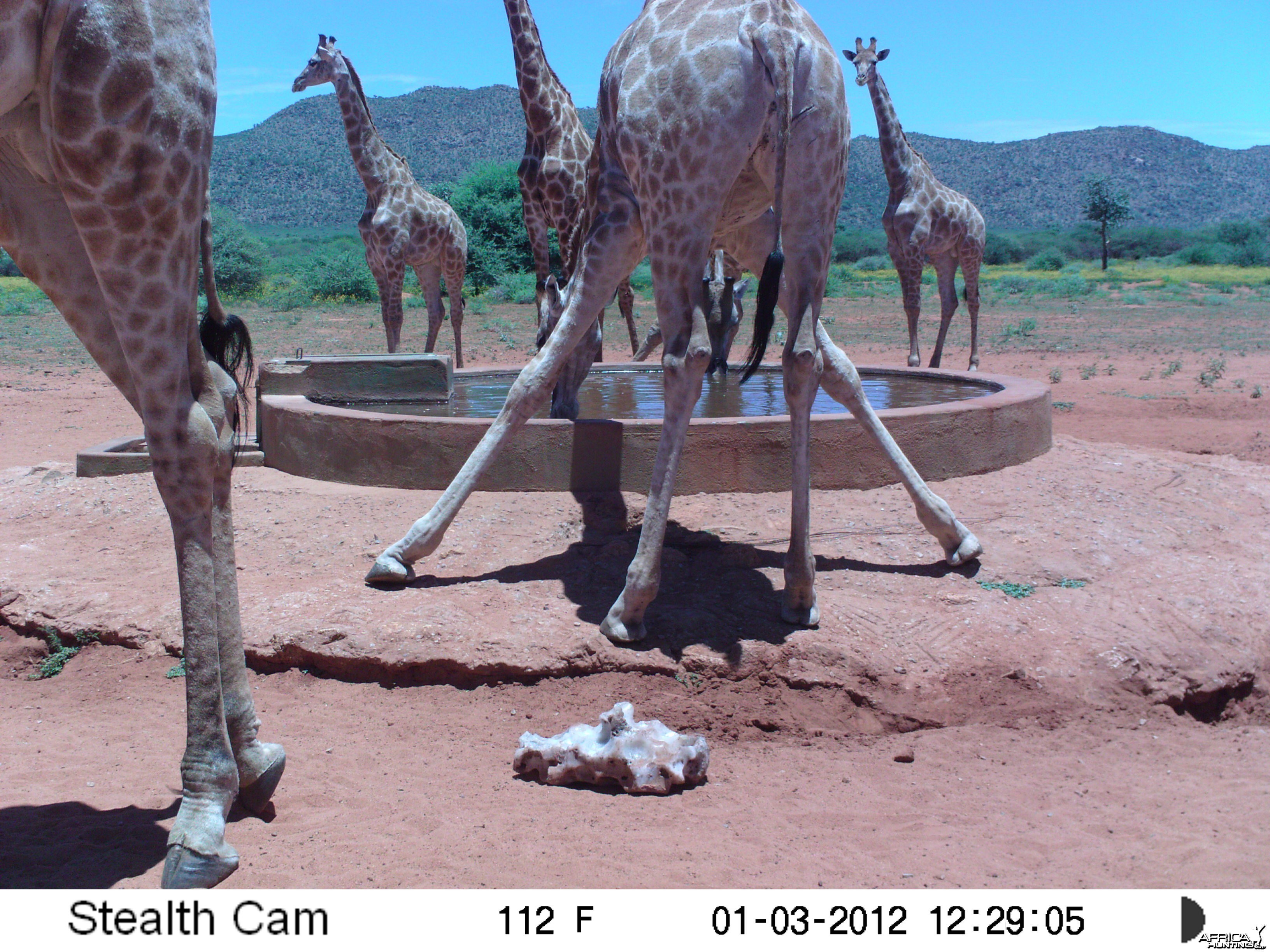 Trail Camera Namibia