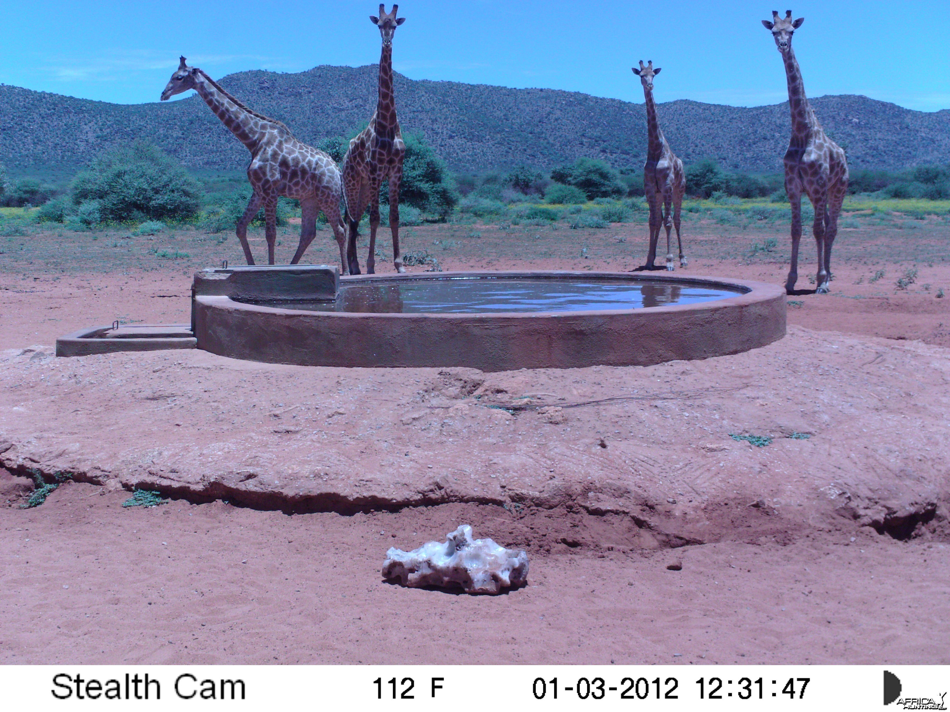 Trail Camera Namibia