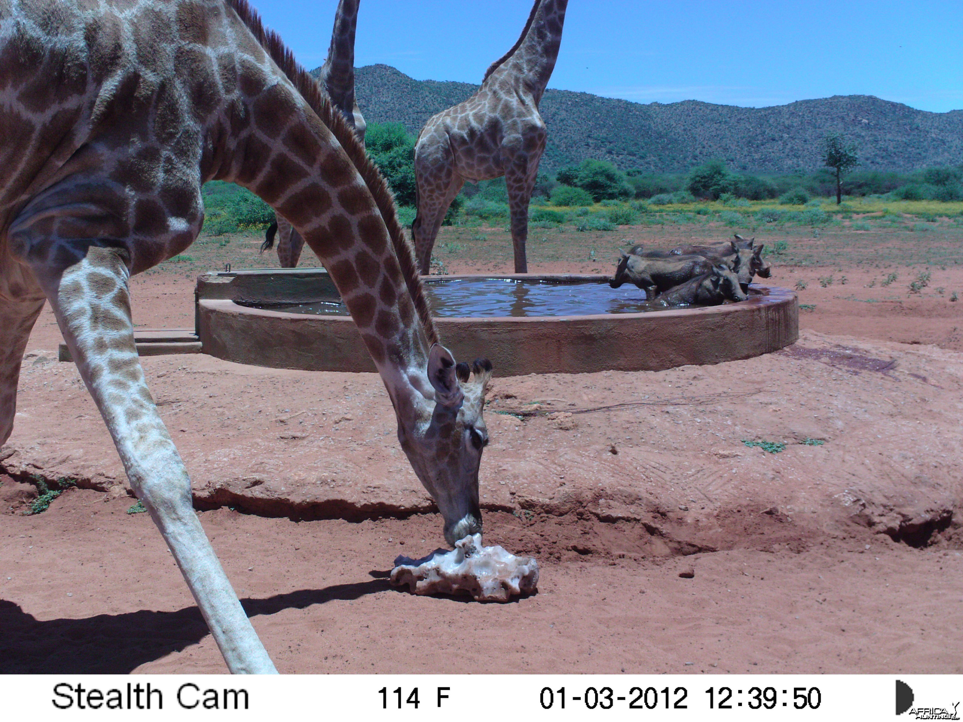 Trail Camera Namibia